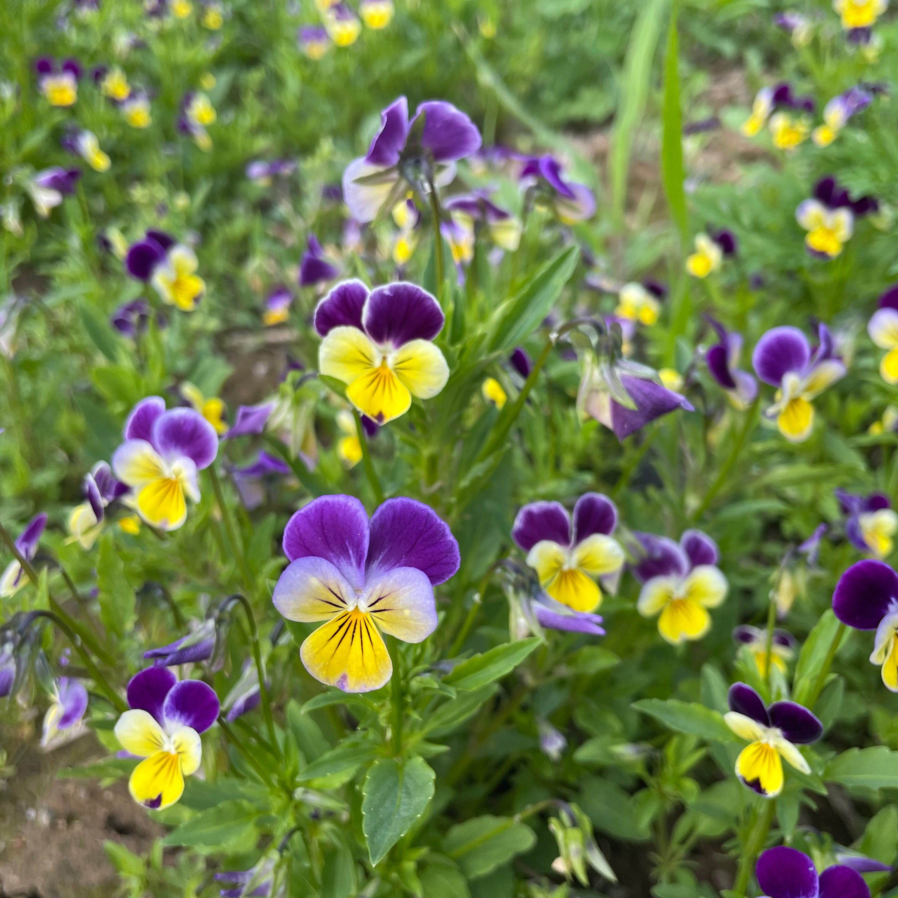 johnny jump up flower seeds Johnny Jump-Up Seeds 750 Seeds