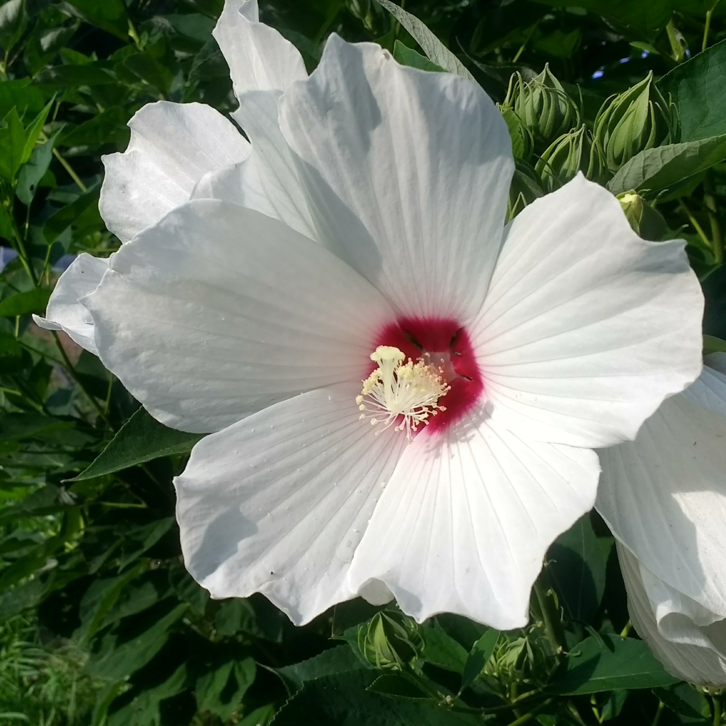 giant hibiscus flower seeds Hardy Hibiscus