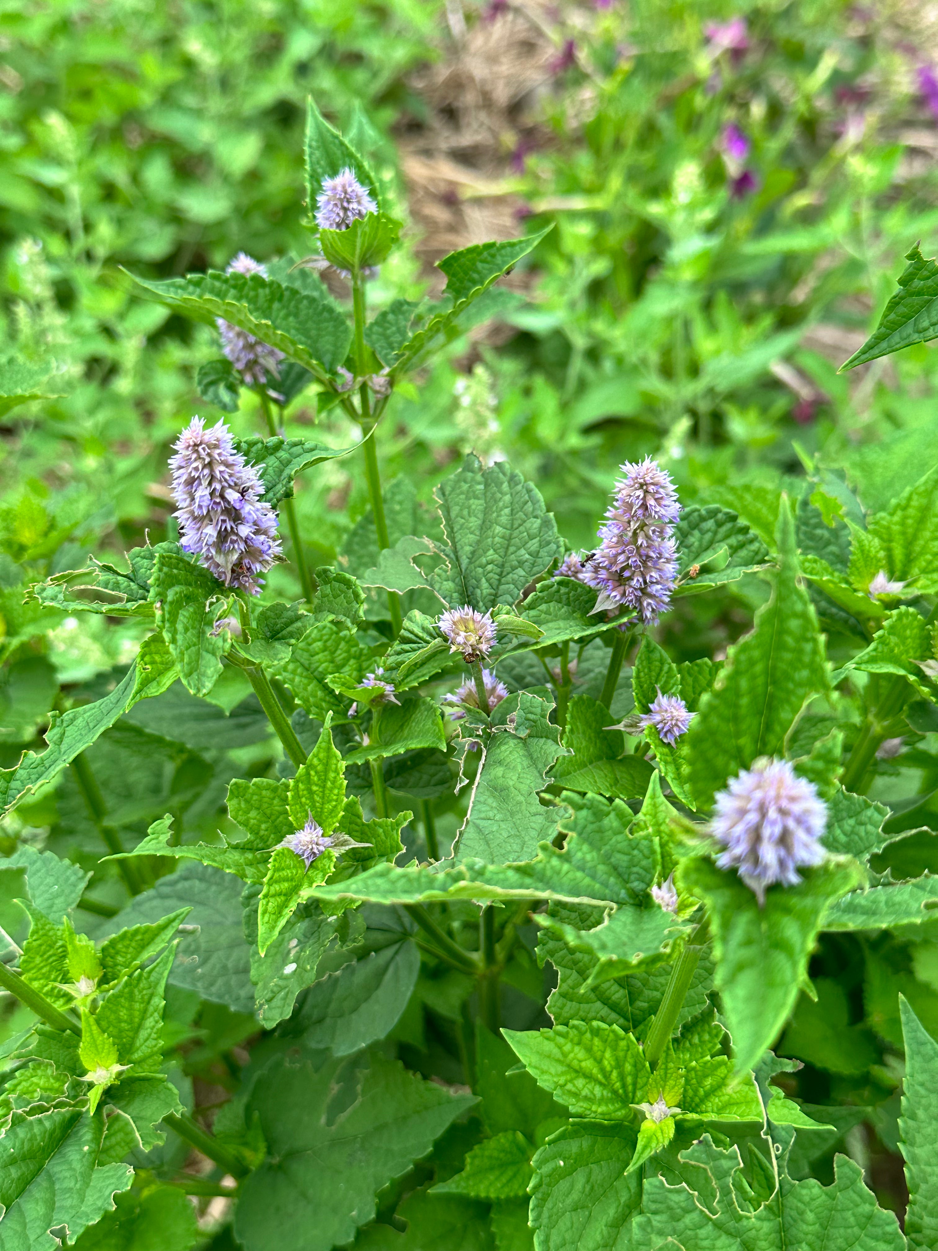Anise Hyssop