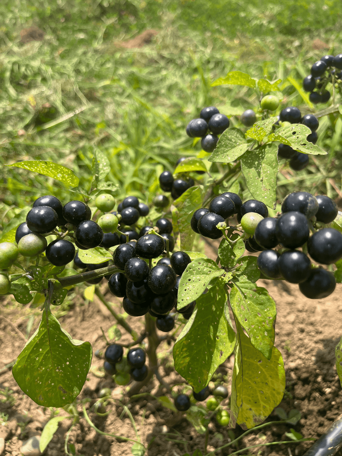 Garden Huckleberry