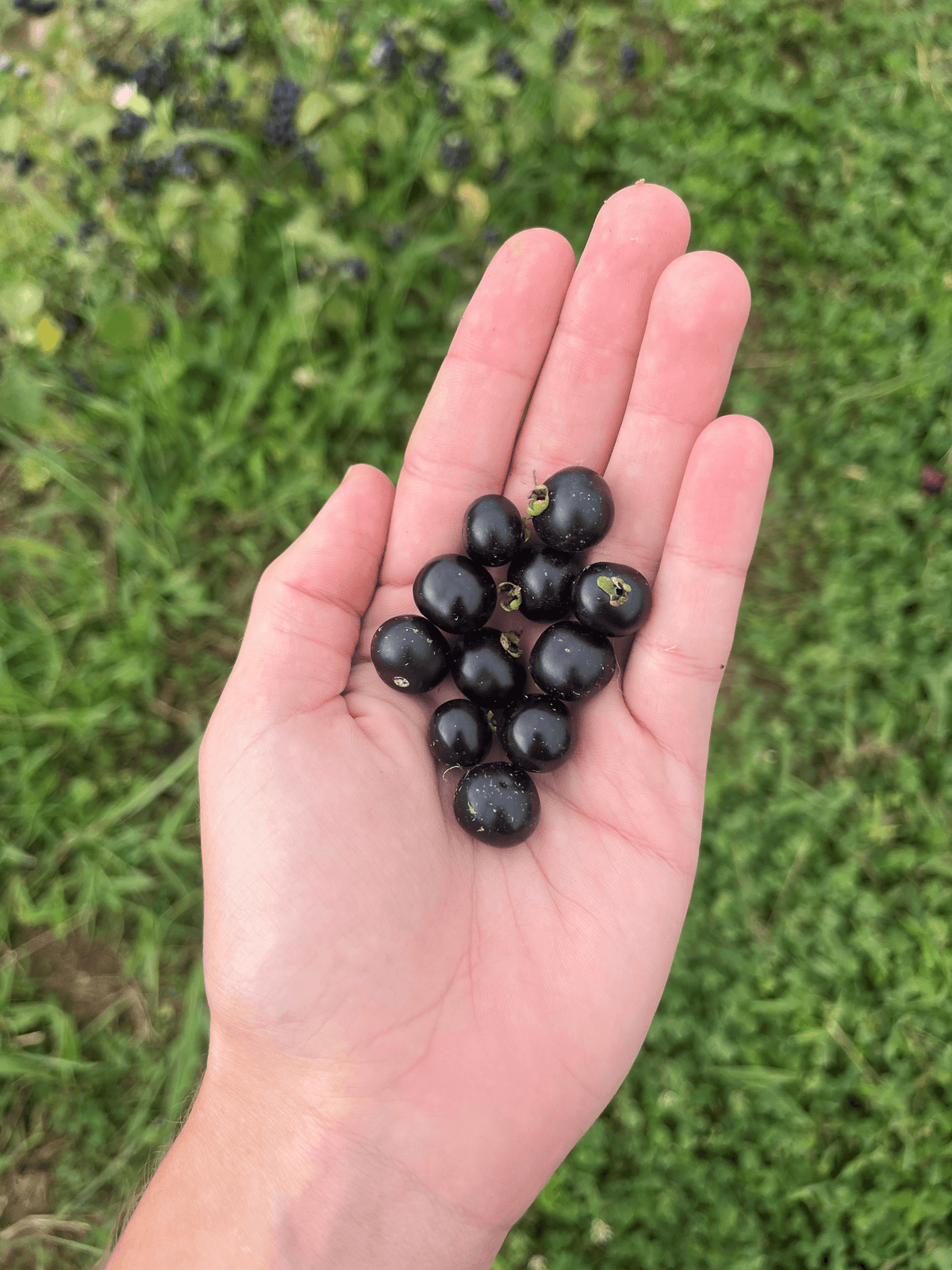 Garden Huckleberry