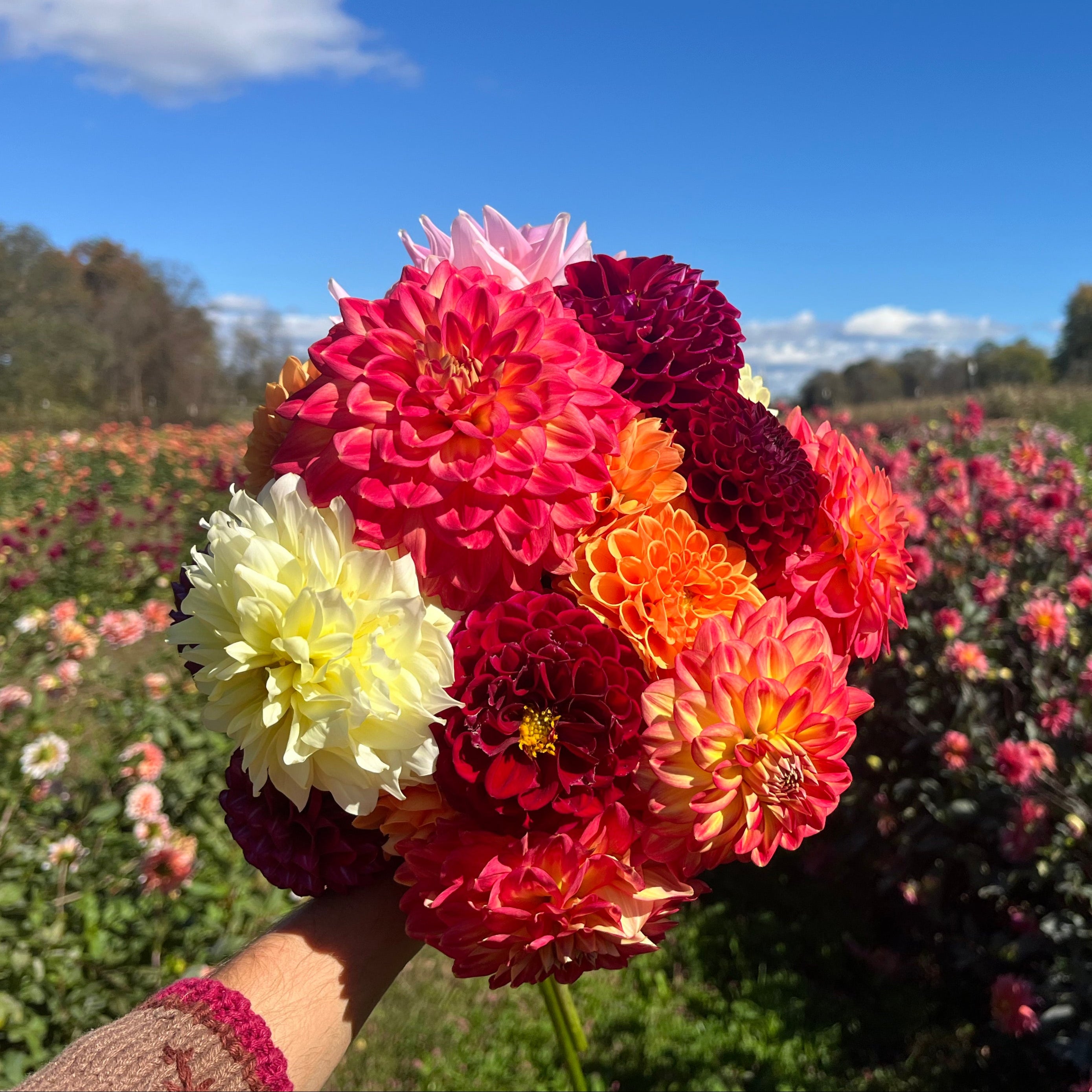 U-Pick Dahlia Bouquets 9/19/2025