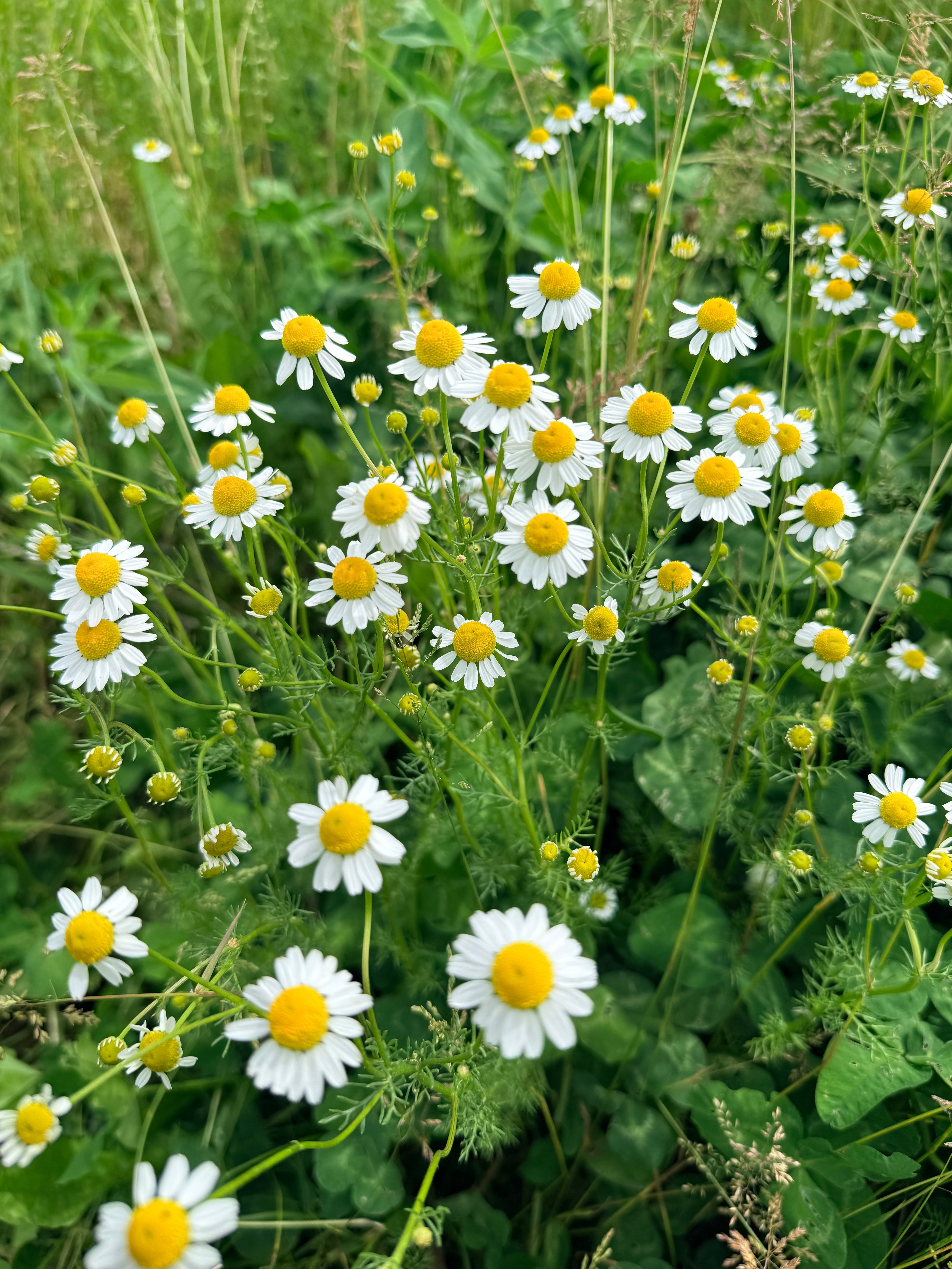 German Chamomile