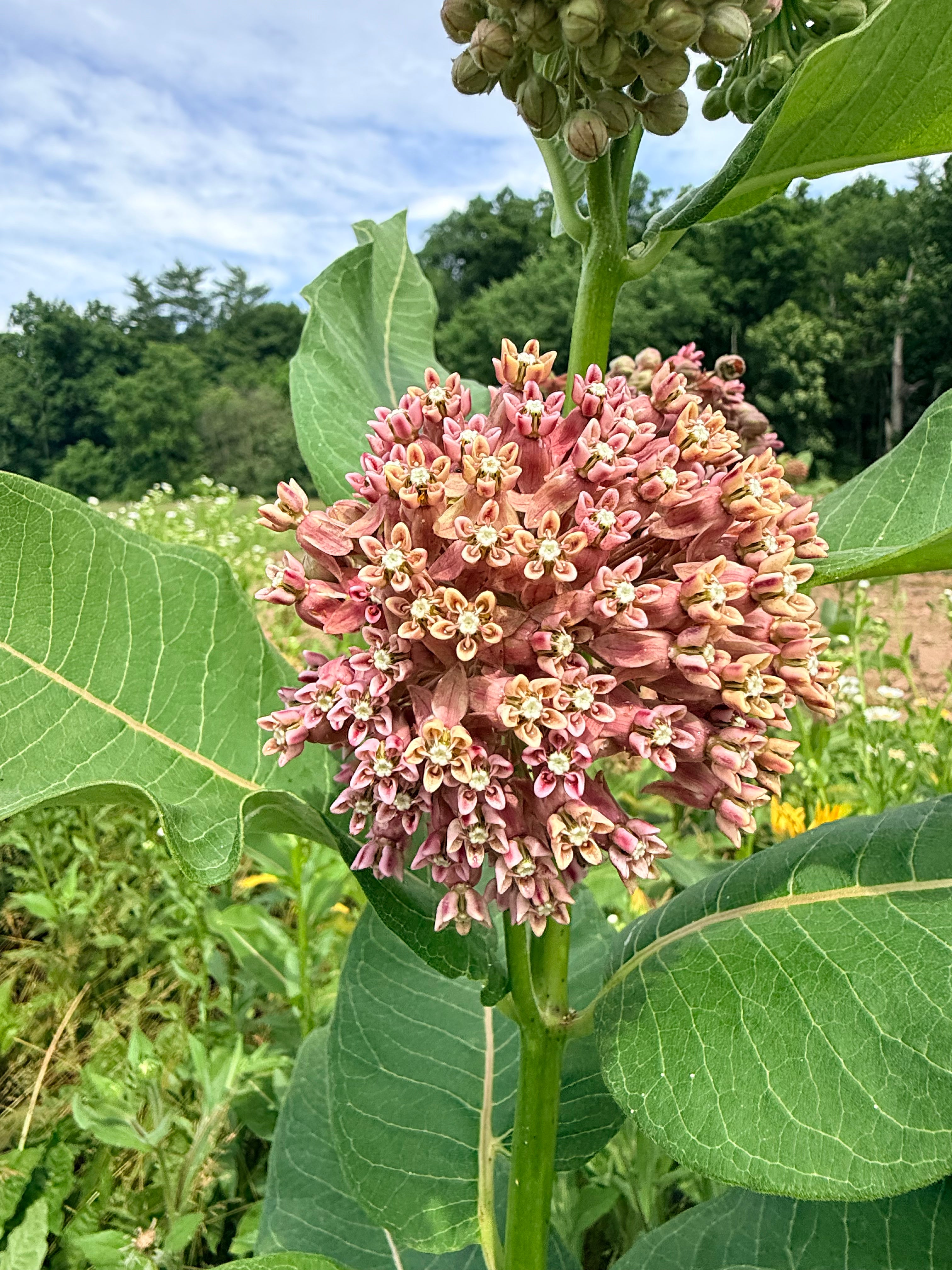 Milkweed