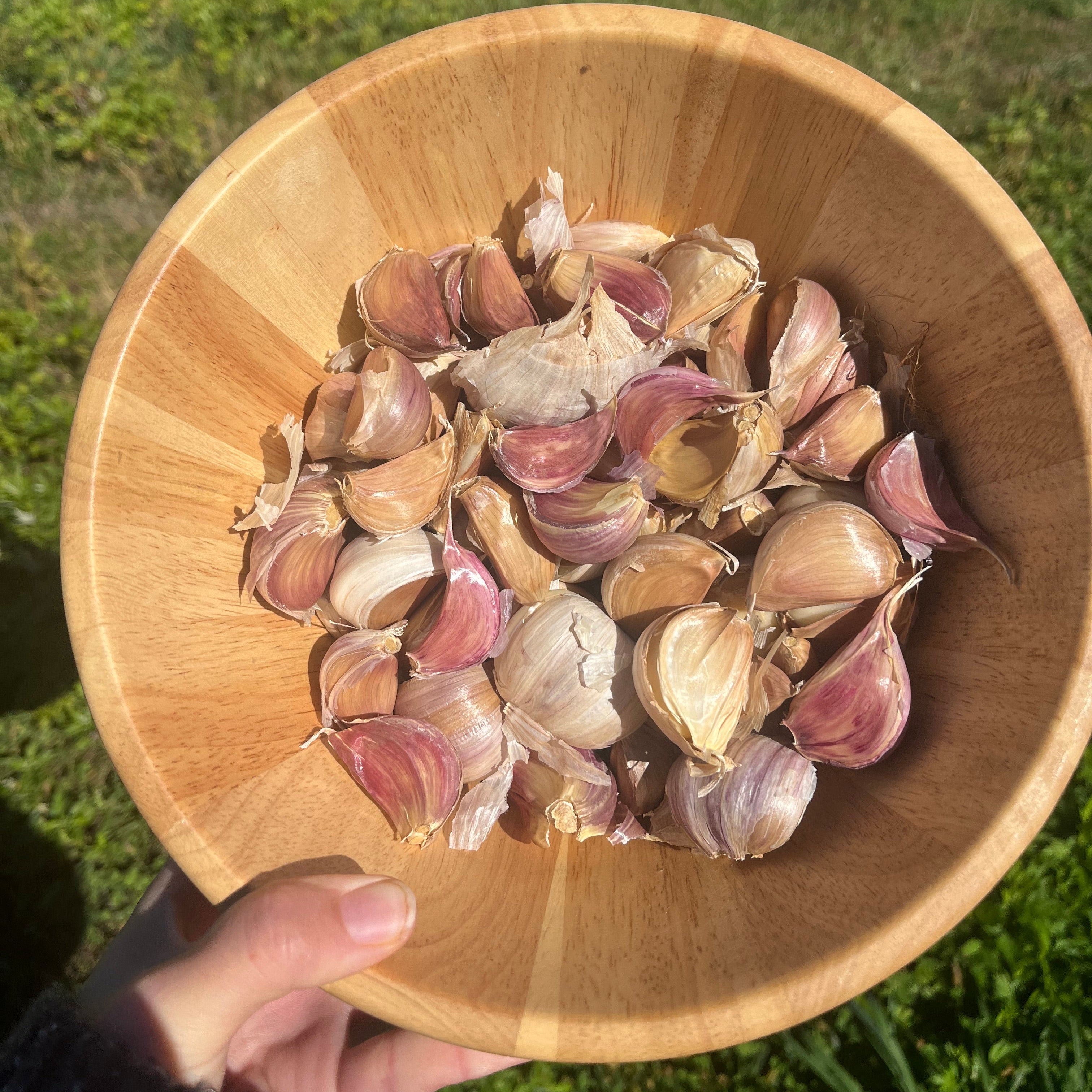 Killarney Red Hardneck Garlic