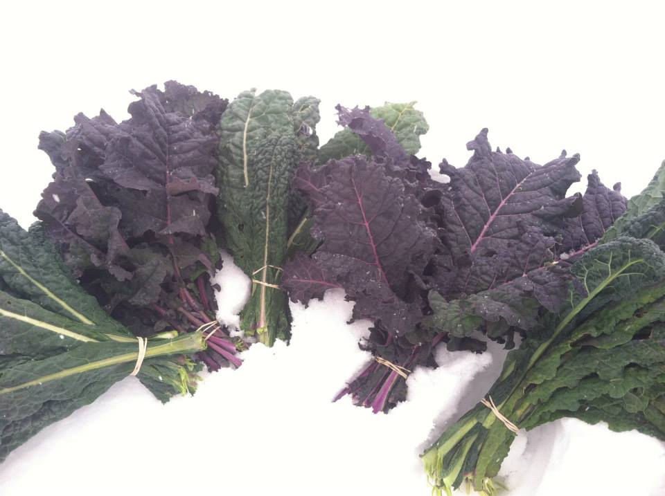 Kale in the Snow
