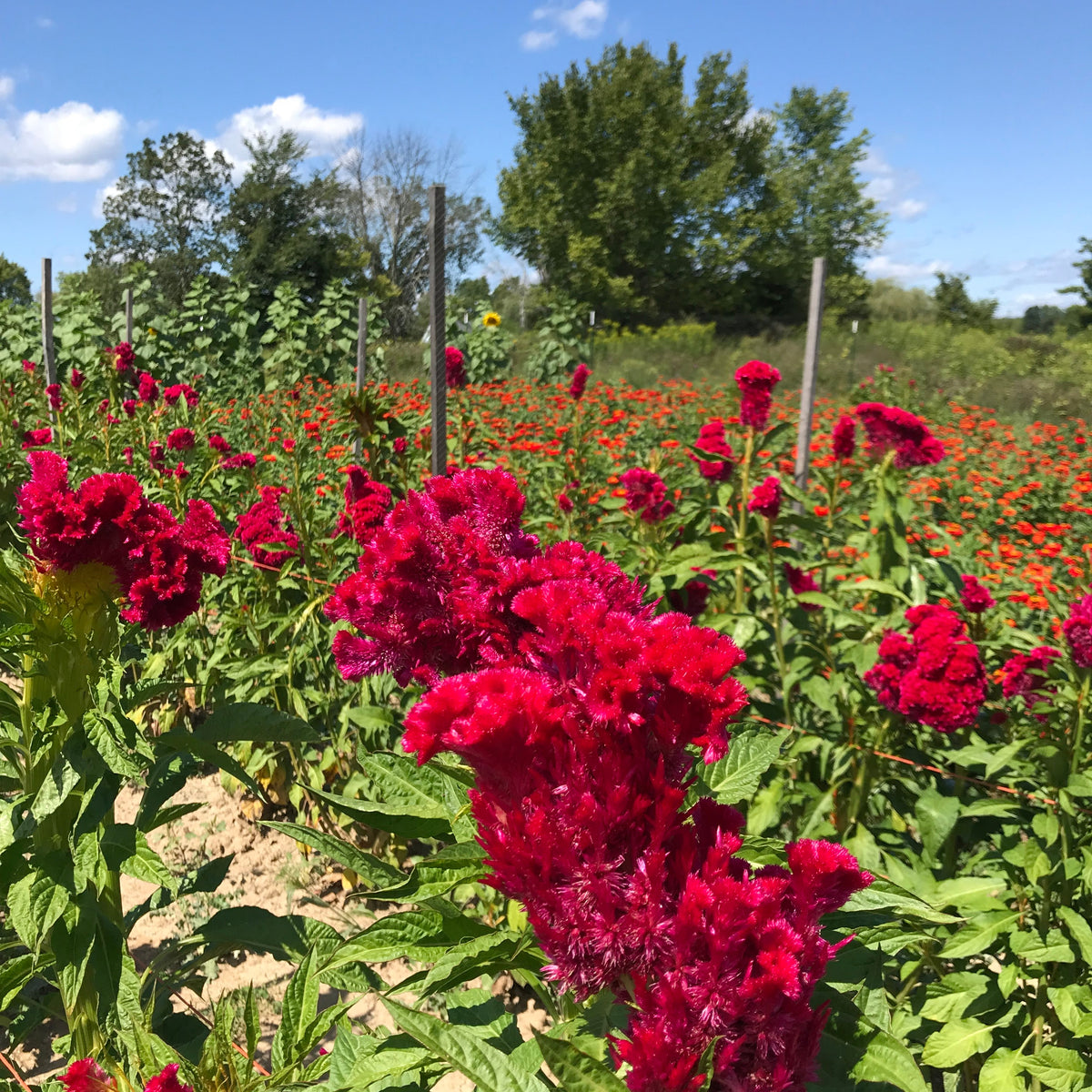 Mammoth Magenta Celosia Seedlings