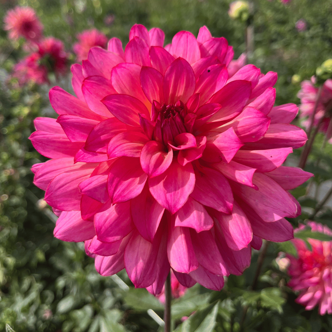 Mingus Toni Dahlia Tuber