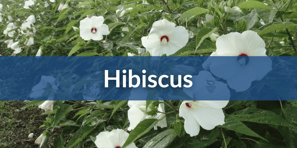 Mobile Hibiscus (1).png__PID:1dfd4a15-0be4-4f41-aa1c-98a21cd00932