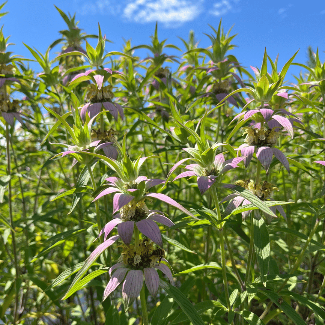 Spotted Bee Balm - PollinateHV Local Ecotype