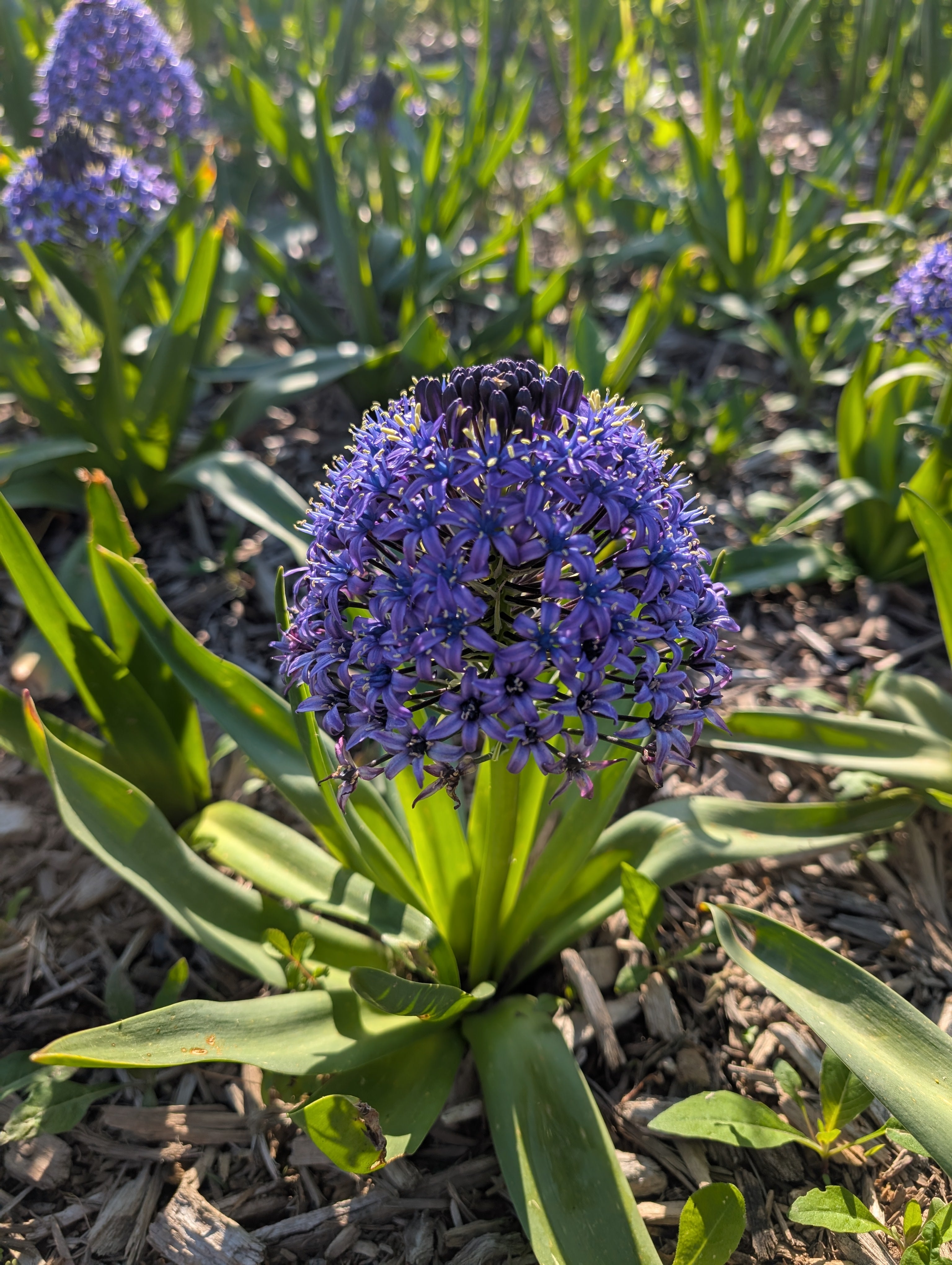 Scilla Peruviana &