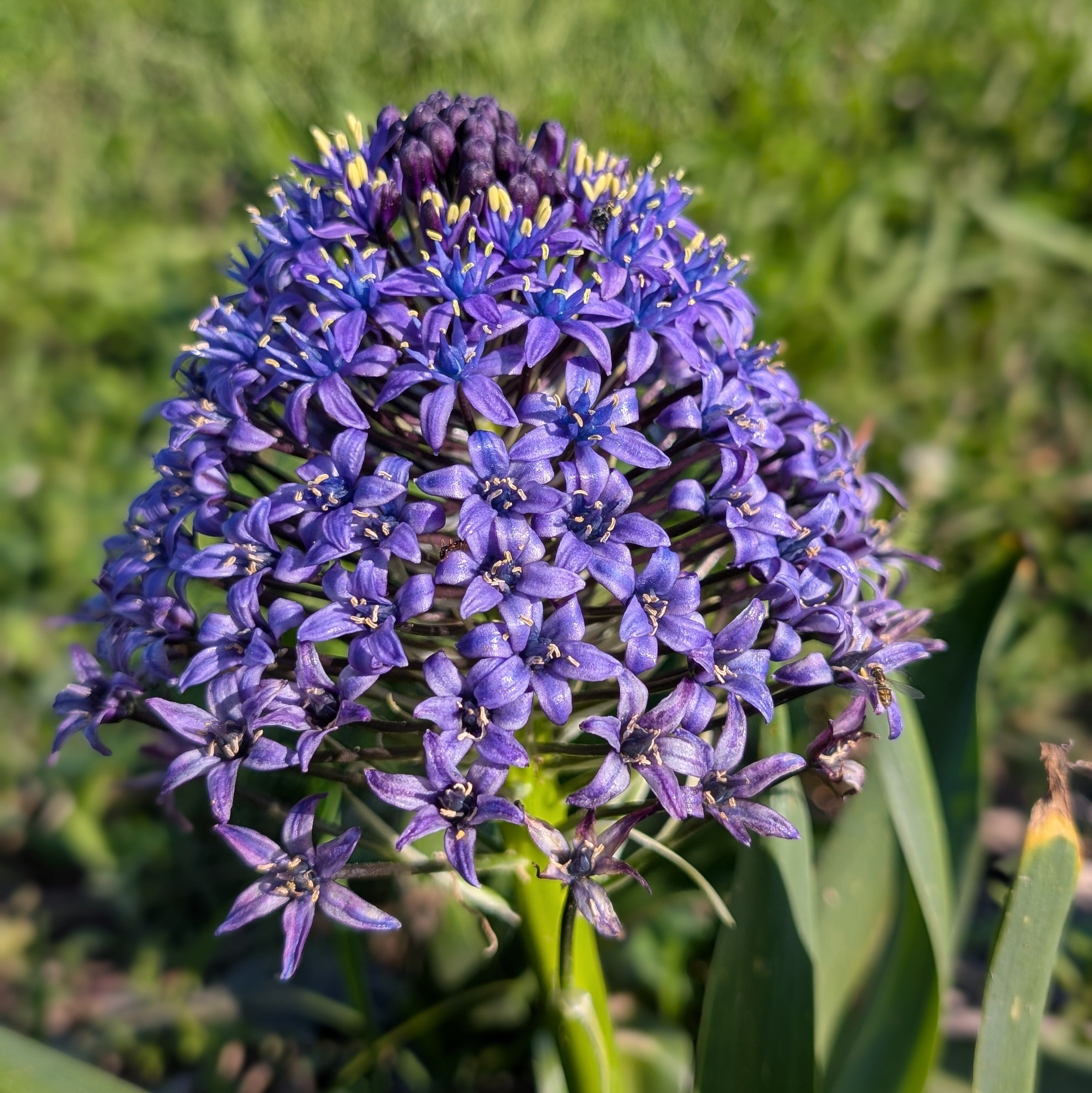 Scilla Peruviana &