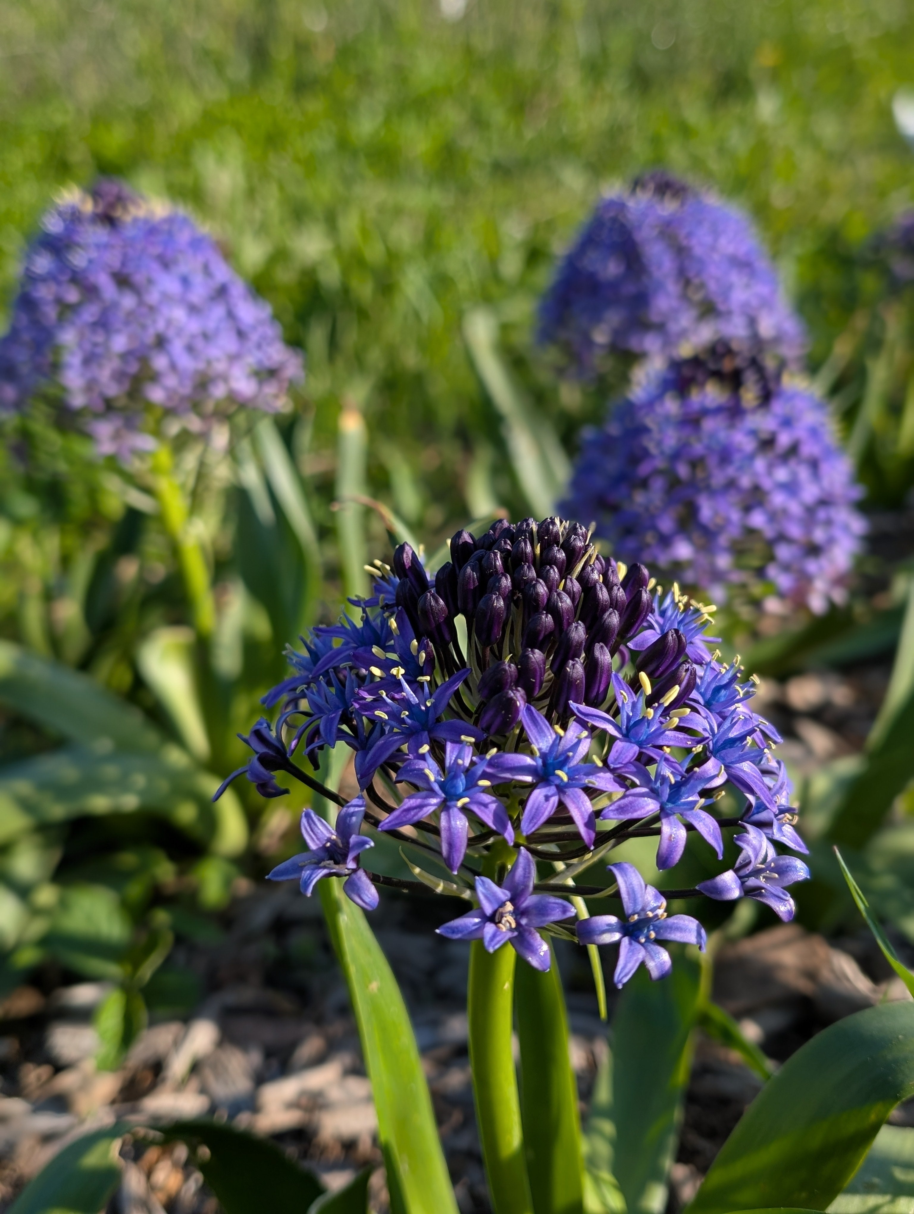 Scilla Peruviana &