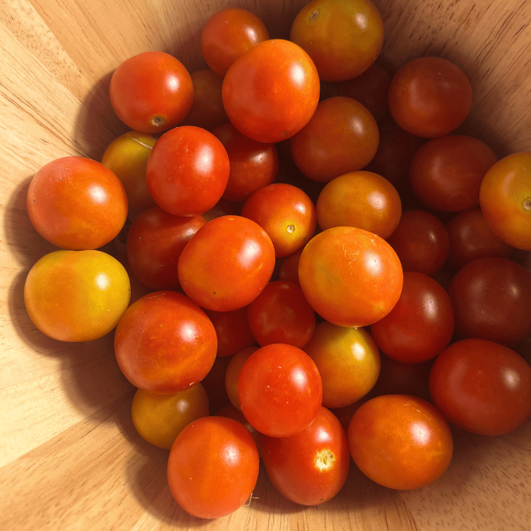 Peacevine Tomato | Hudson Valley Seed Company