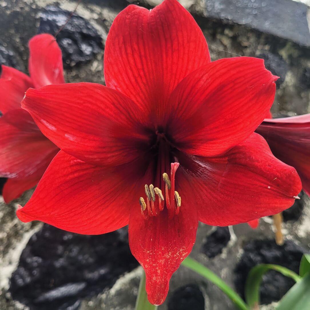 potted amaryllis plant Potted Amaryllis 'Andes'