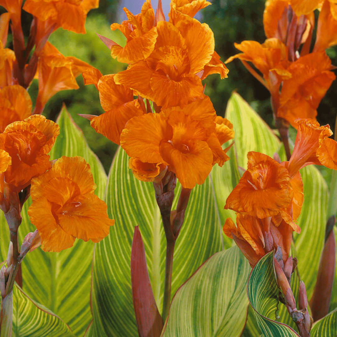 picture of canna lily flower Pretoria Tall Canna