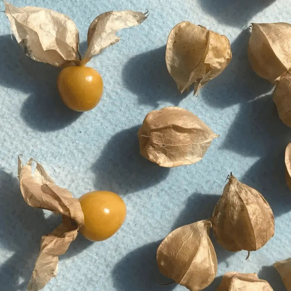 plant ground cherry seeds Aunt Molly's Ground Cherry Organic Seeds 450 Seeds / Organic