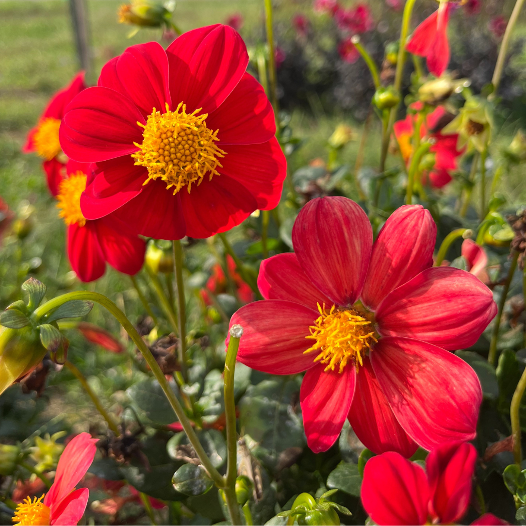 mignon dahlia seeds Joy's Ol' Faithful Dahlia Tuber