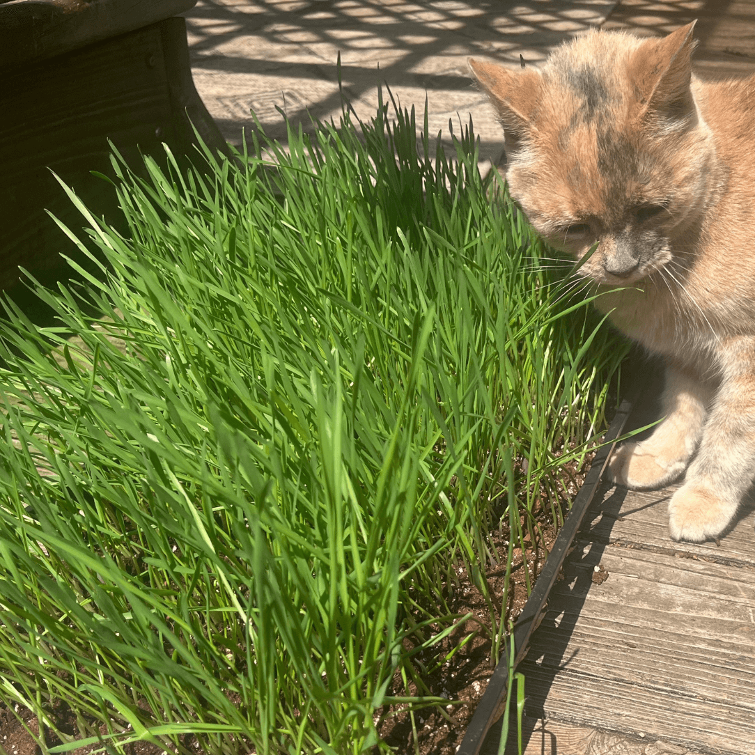 cat grass indoor plant Cat Grass Seeds 1 Ounce