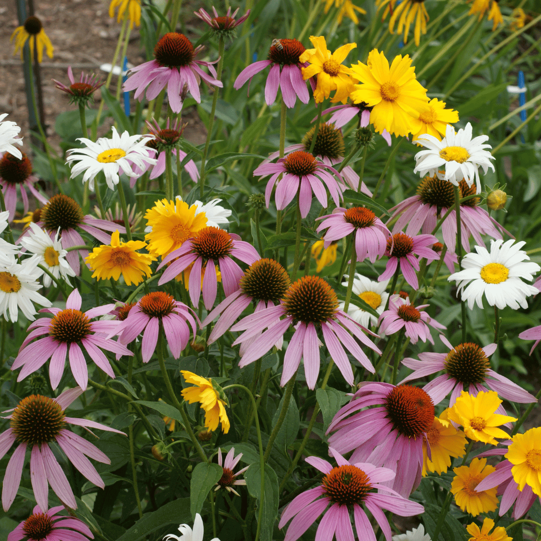 Shady Meadow Mix | Hudson Valley Seed Company Shady Meadow Mix | Hudson Valley Seed Company