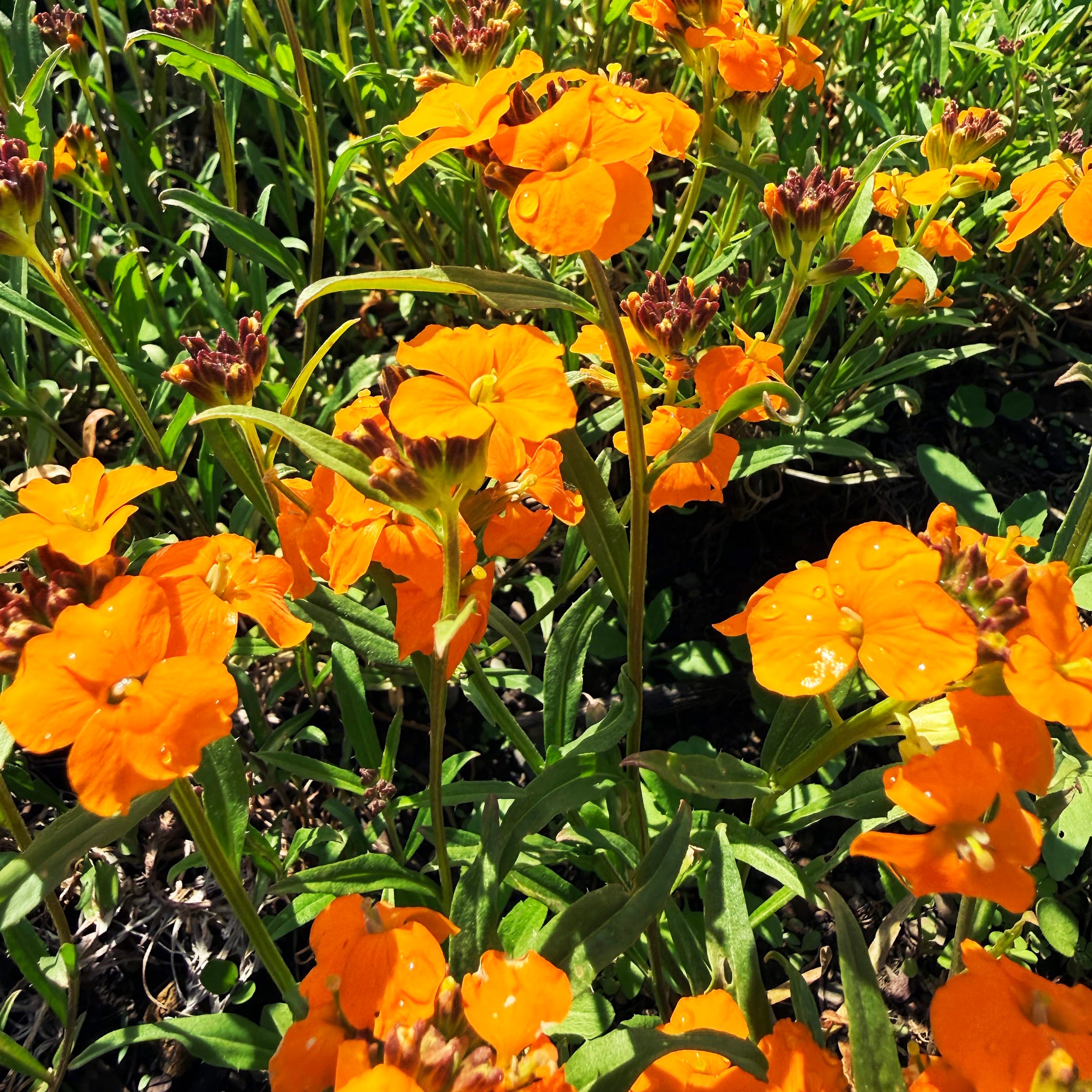 Siberian Wallflower | Hudson Valley Seed Company