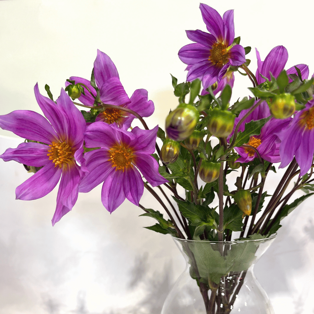 Sorensenii Dahlia Tuber