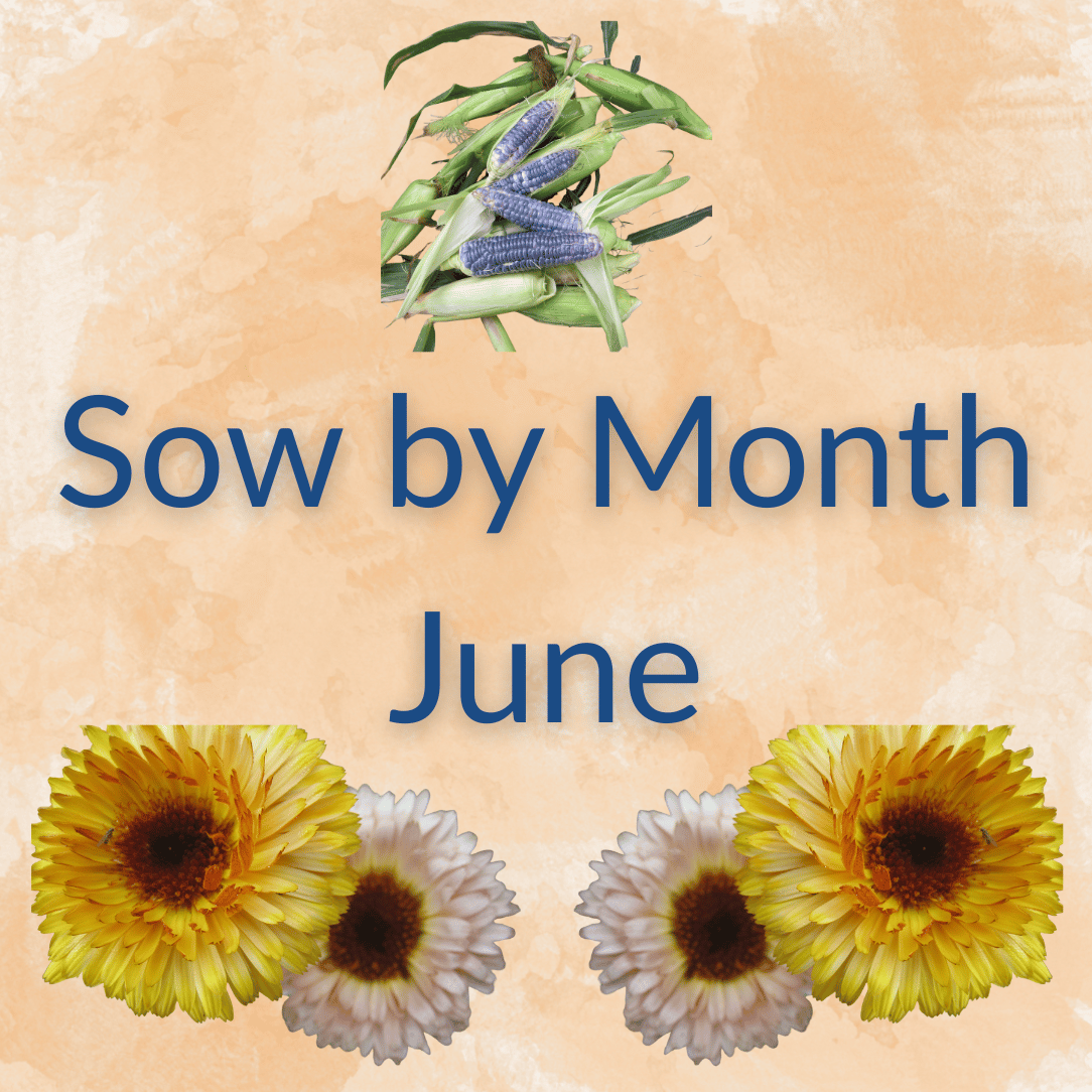 Sow by Month Bundle - June