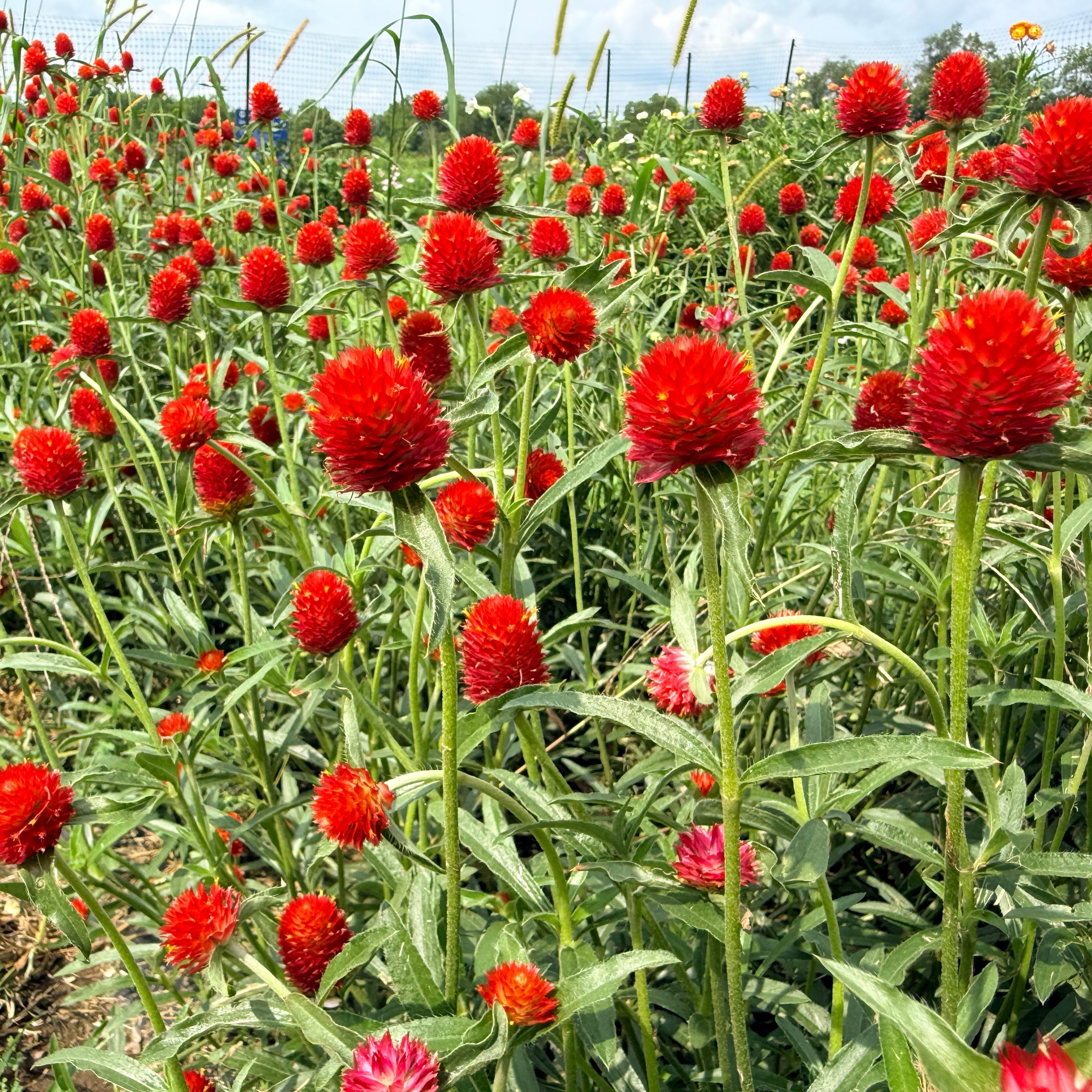 Strawberry Fields Gomphrena