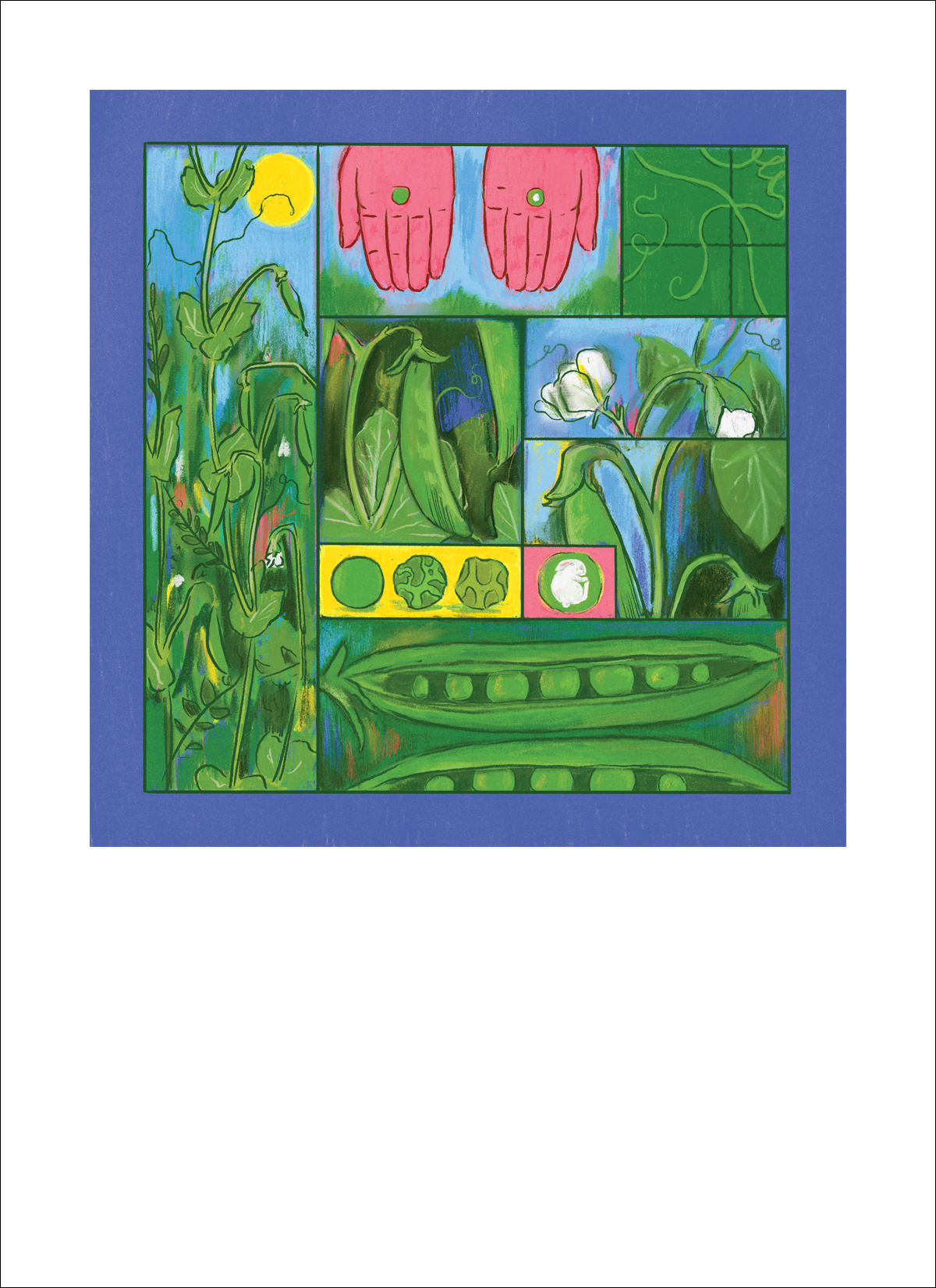 Sugar Snap Pea Art Print ~Signed~ | Hudson Valley Seed Company