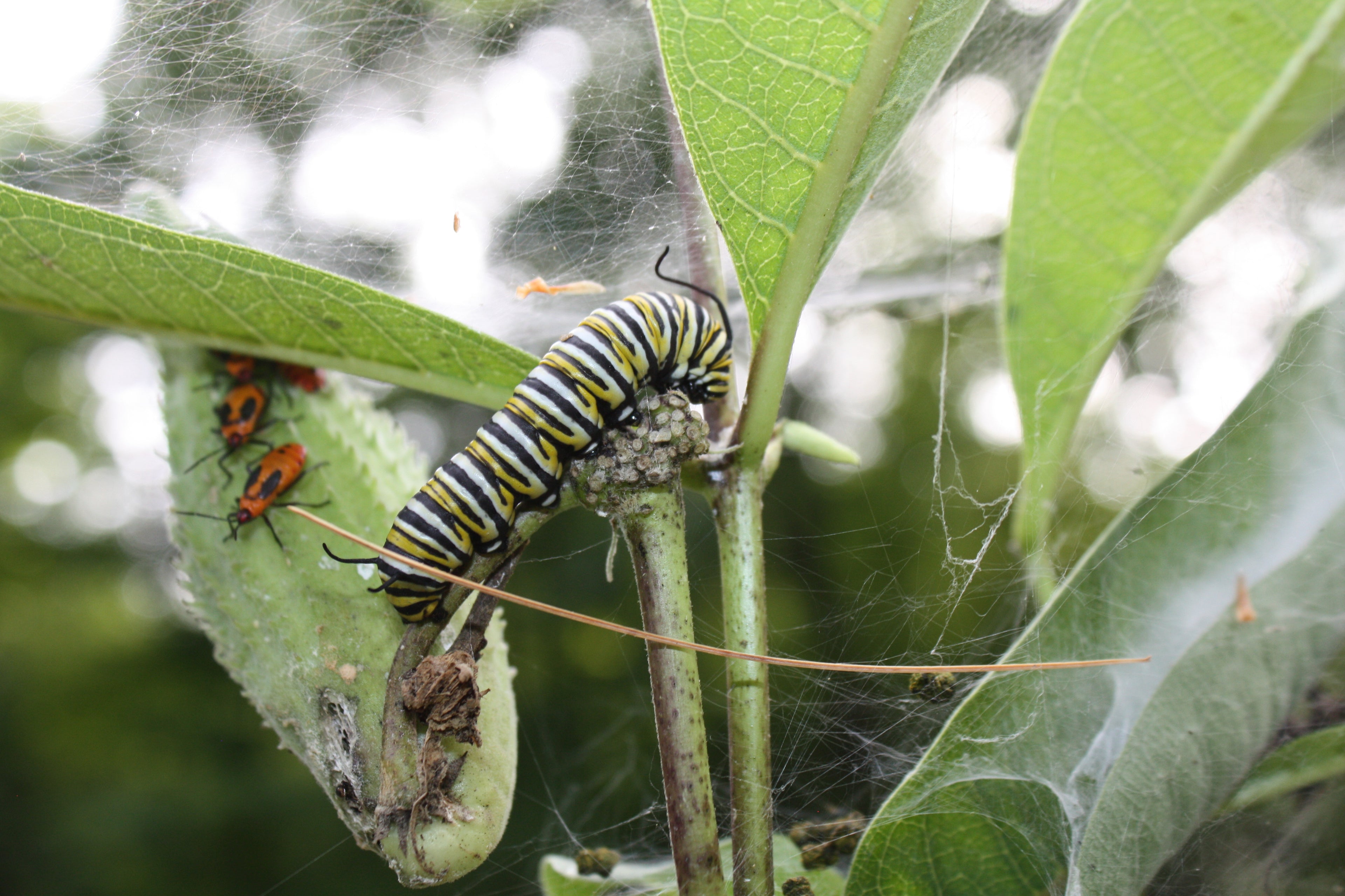 Milkweed Seedlings