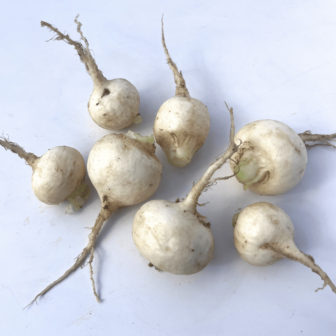 Tennouji Kabura Turnip