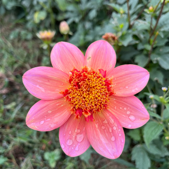 dahlia totally tangerine seeds Totally Tangerine Dahlia Tuber