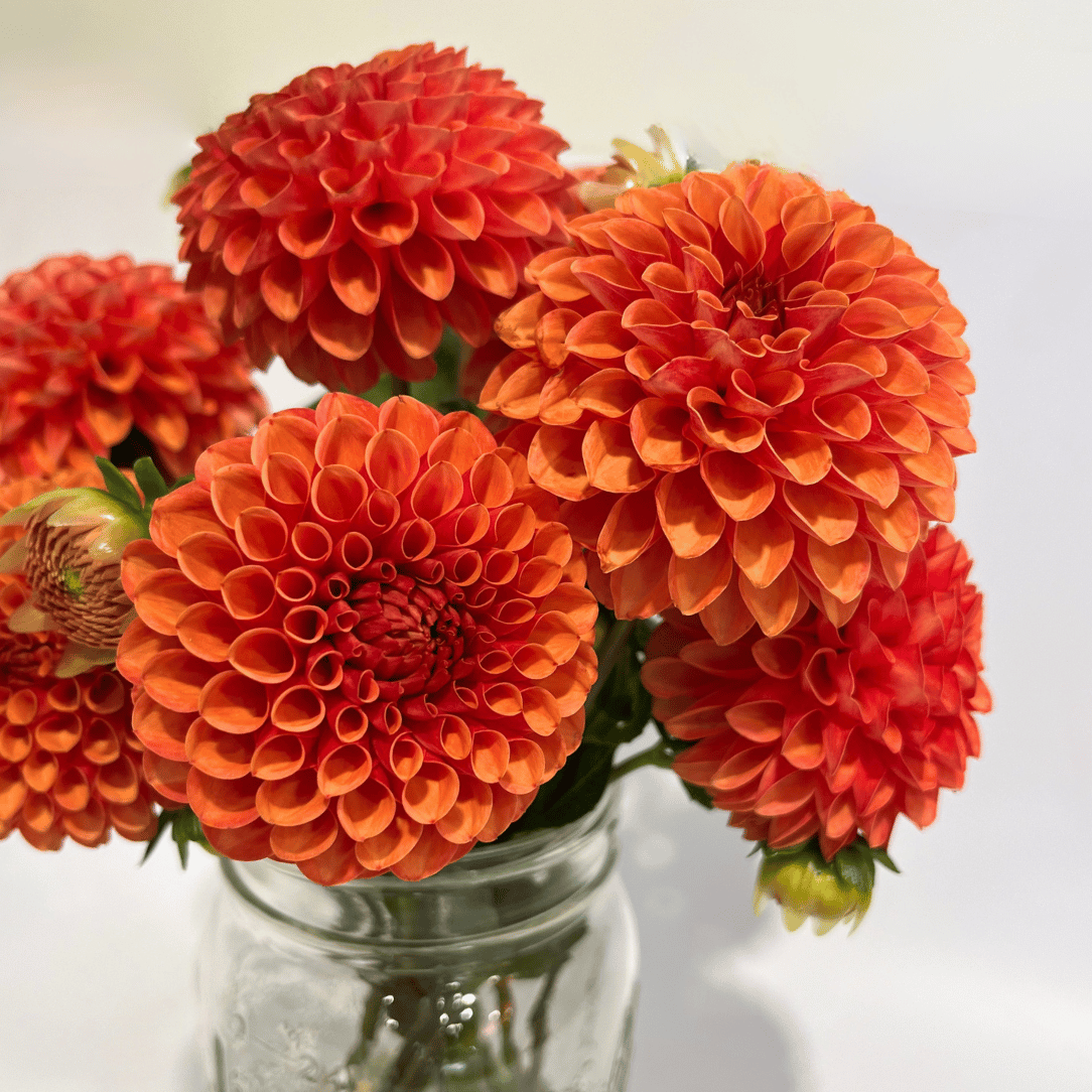 Valley Rust Bucket Dahlia Tuber