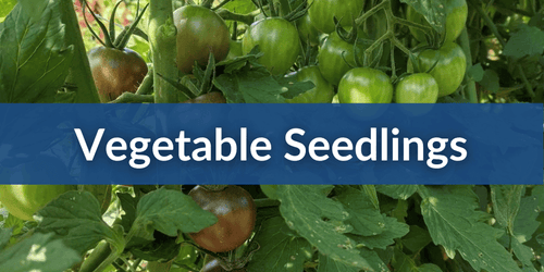 Veggie Seedling Sales Mobile (1).png__PID:e8b7af56-6040-460f-a983-758147da9a03