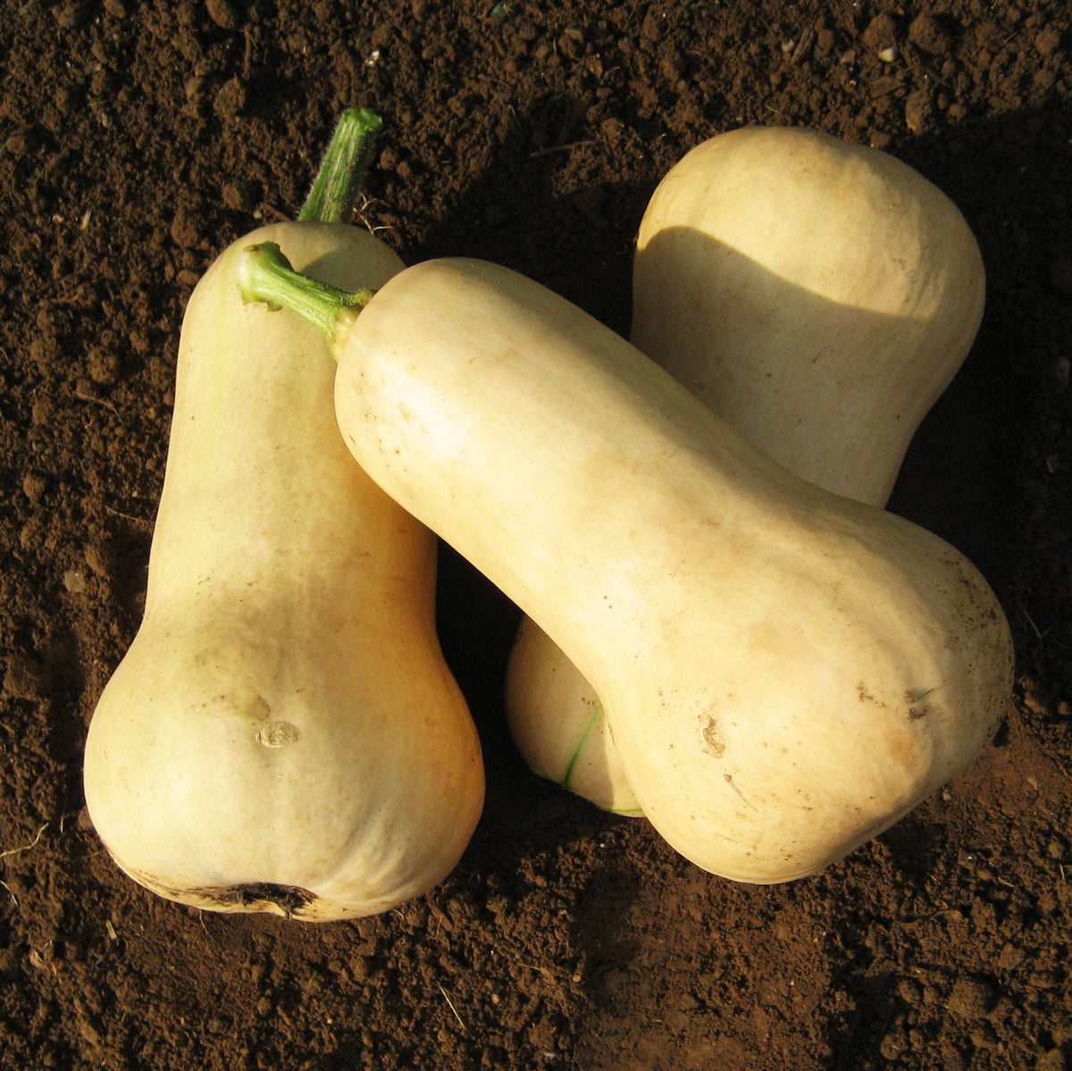 Waltham Butternut Squash