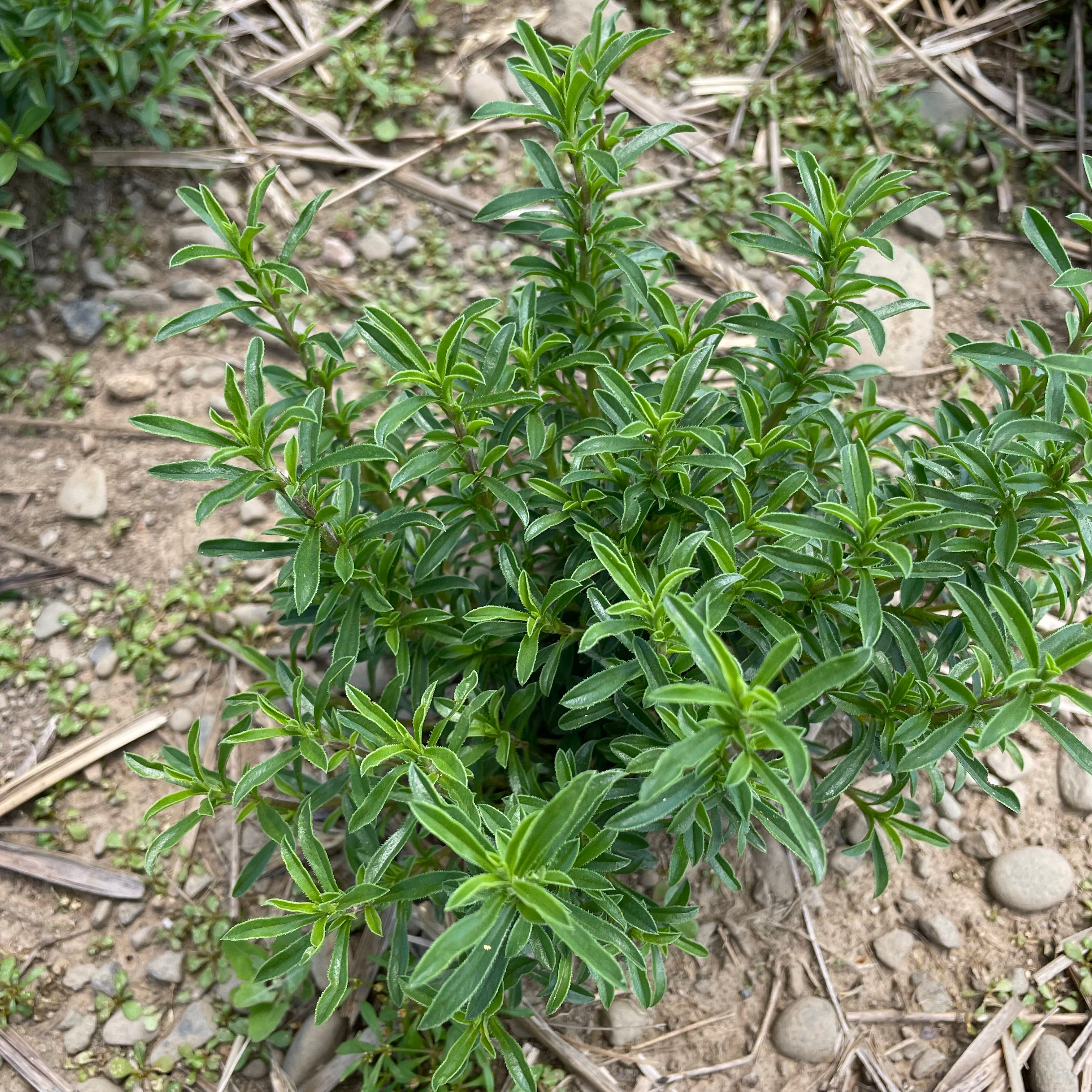 succulent & savory Winter Savory Seedlings