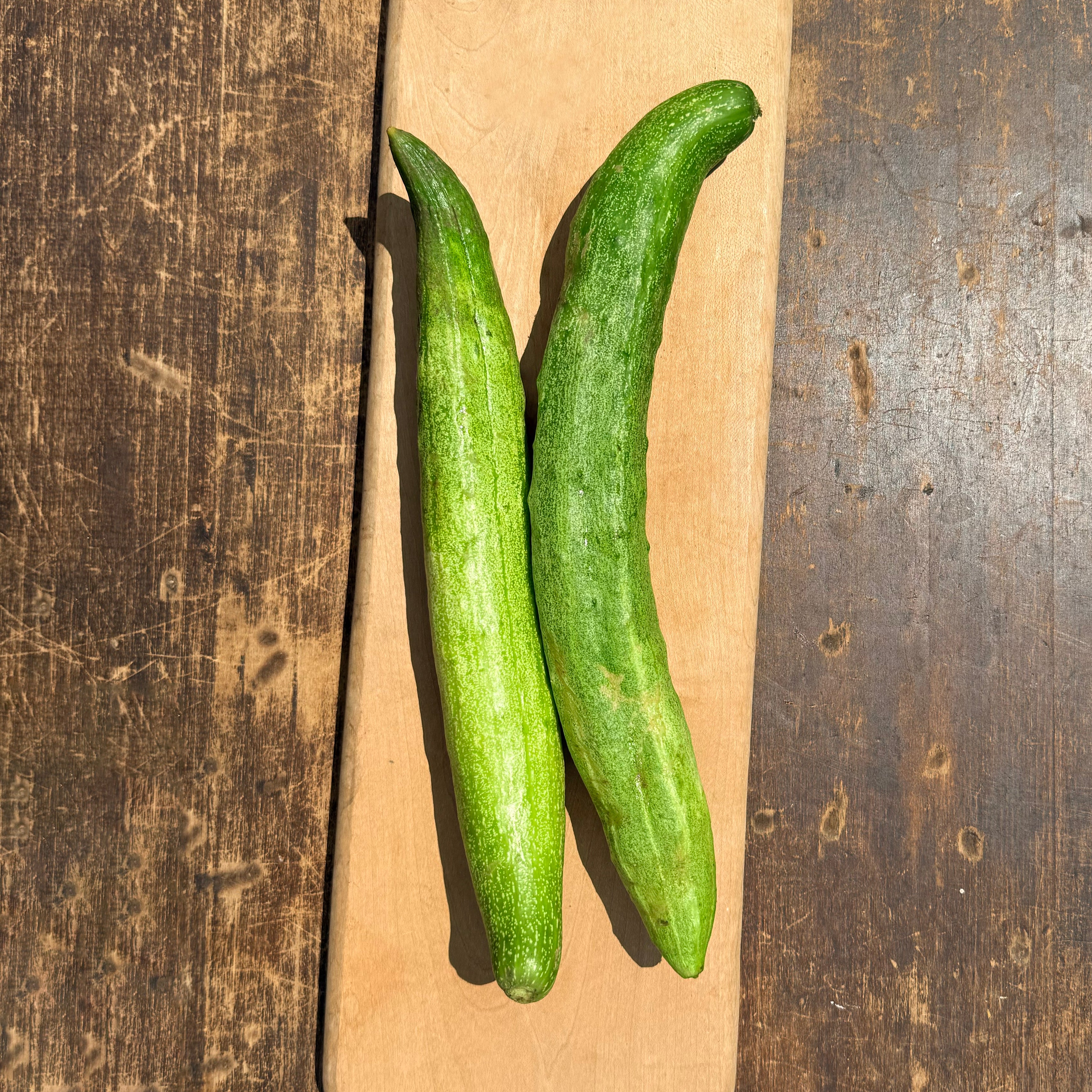 Yamato Sanjaku Cucumber