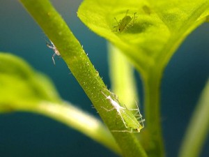 aphids-insects