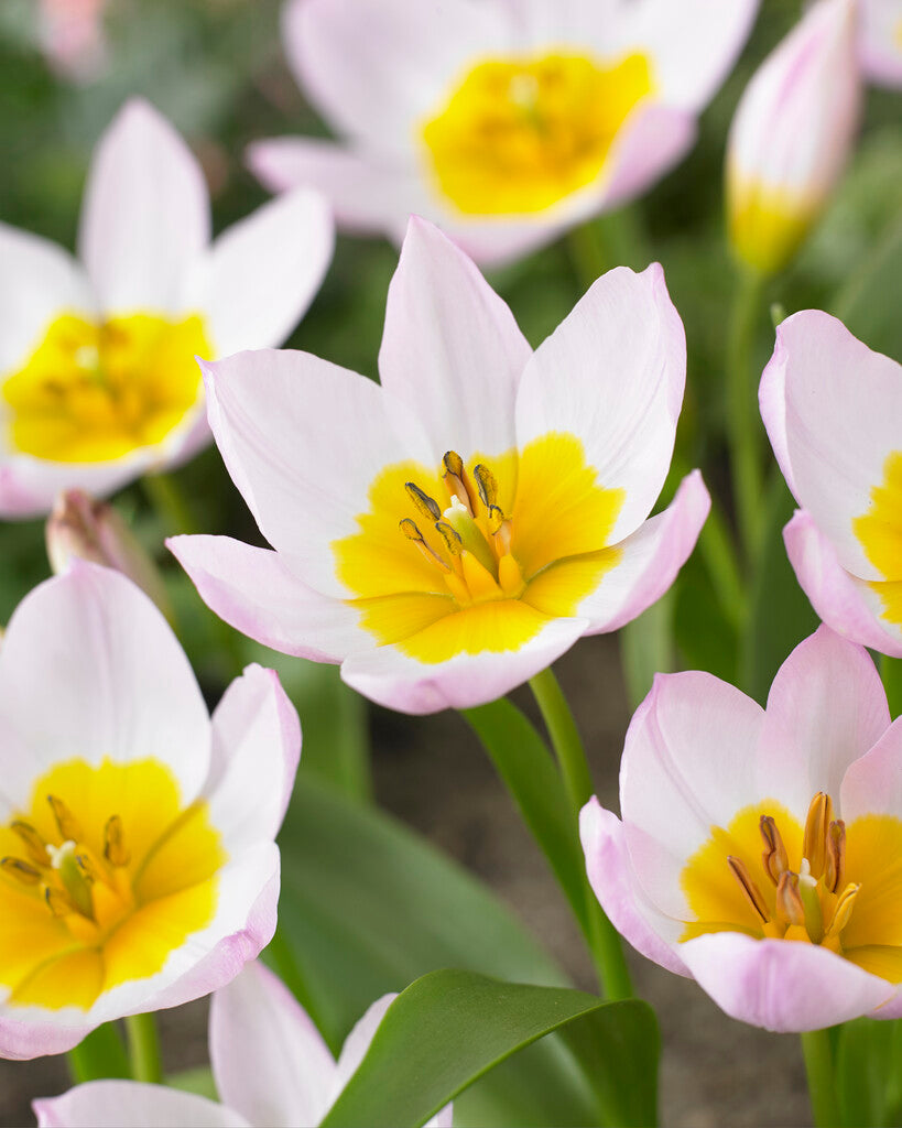 Species Tulip bakeri &