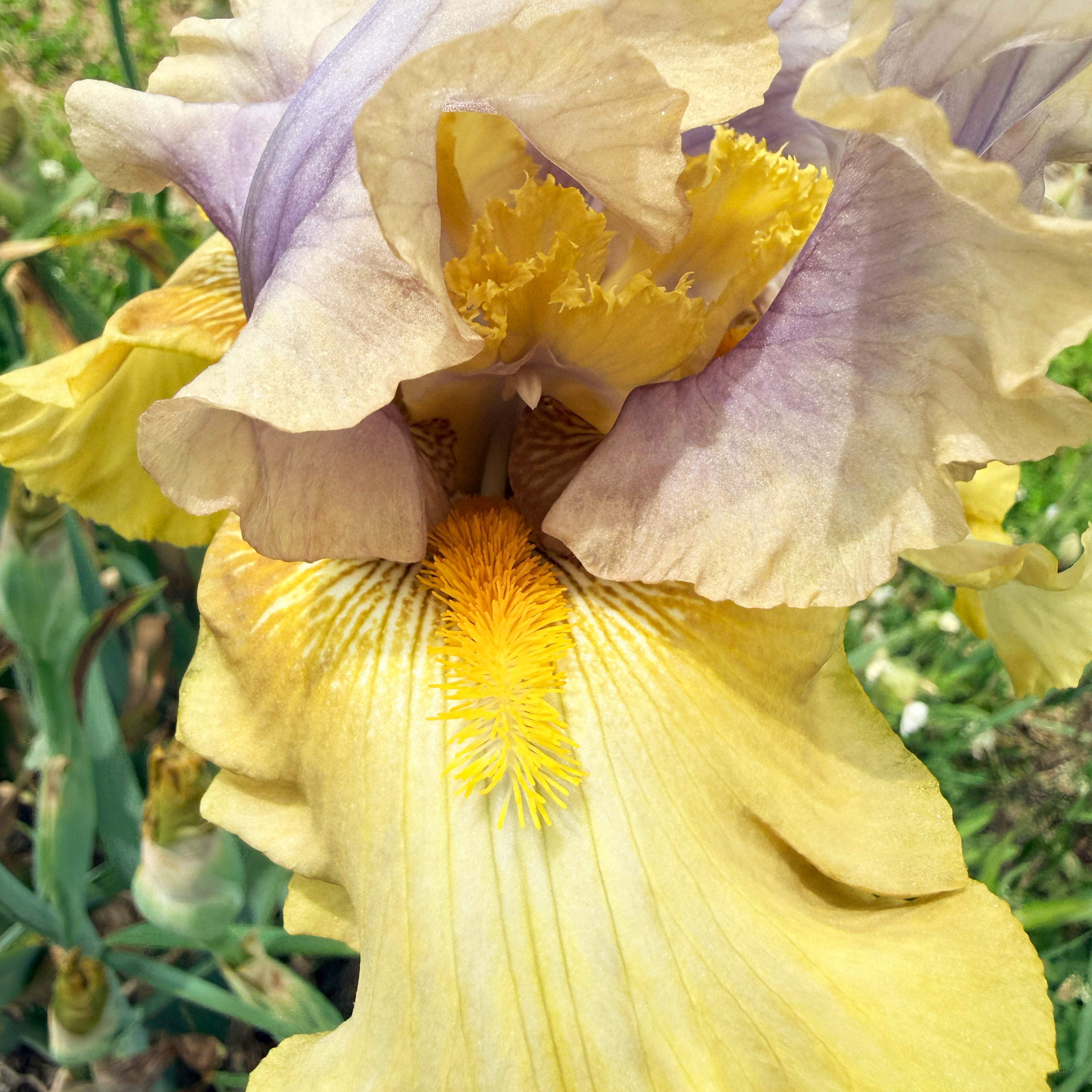 Bearded Iris &