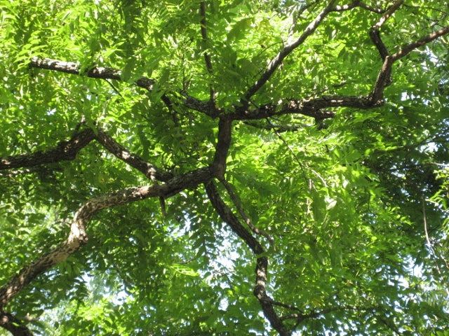 black walnut branches (640x480)