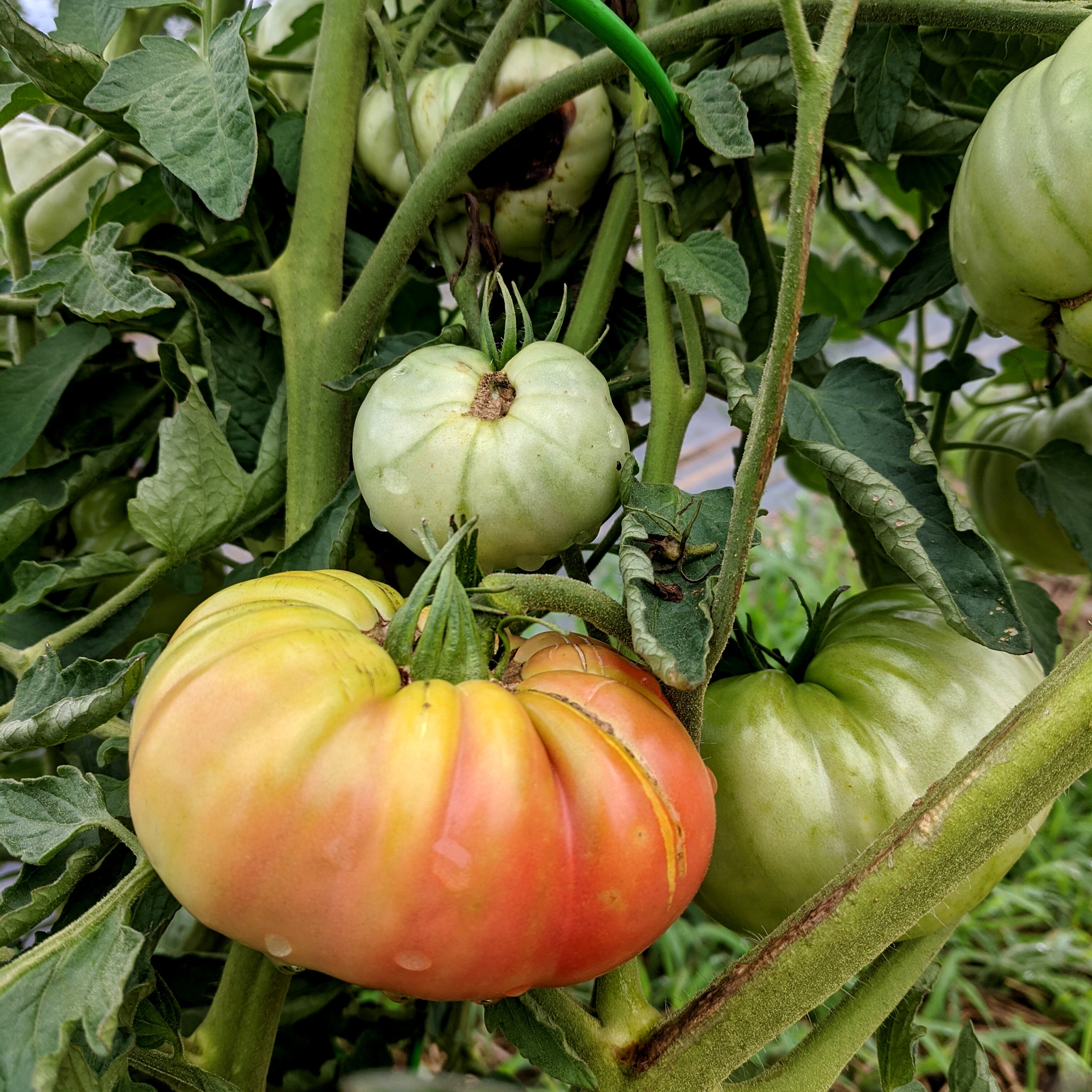Black Krim Tomato