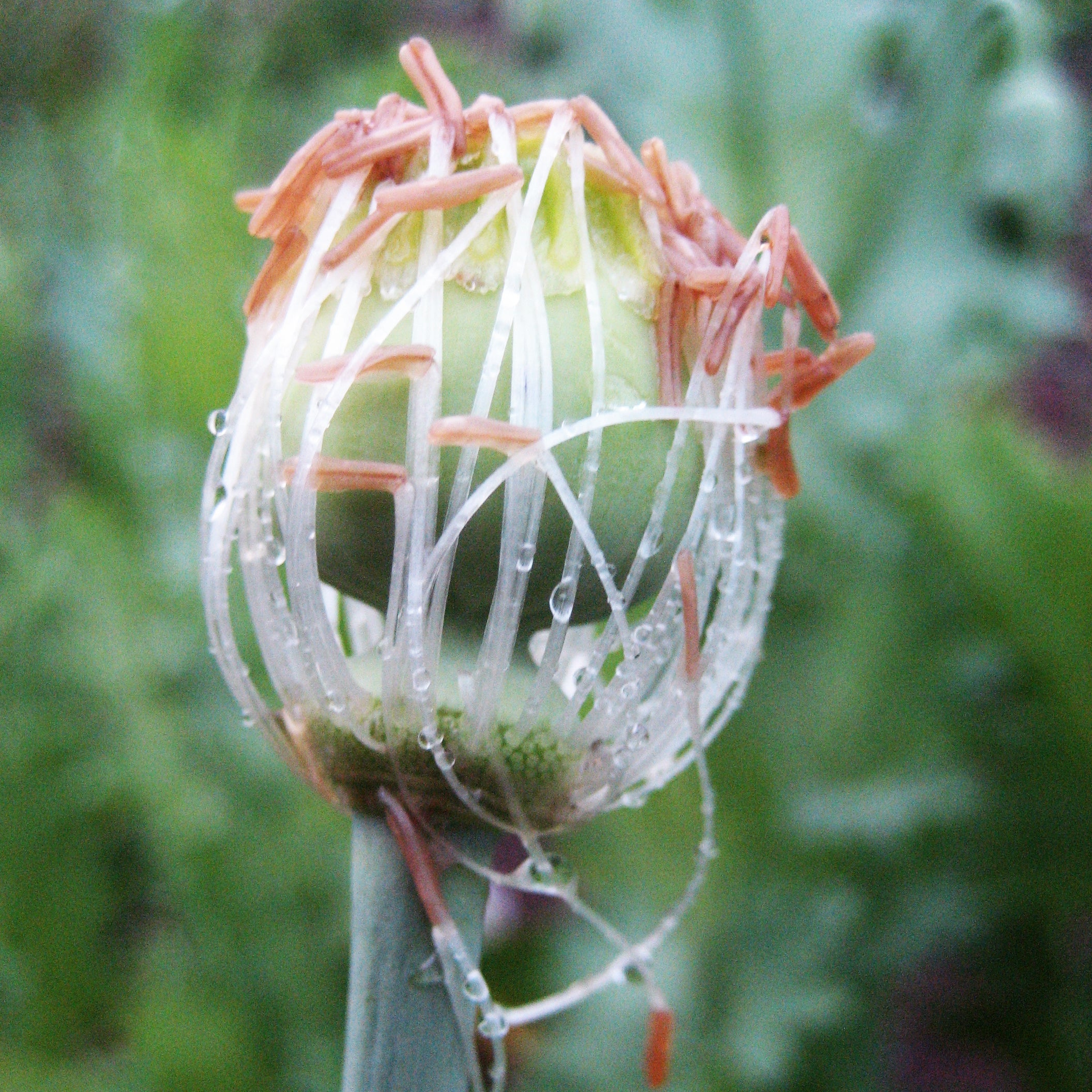 Breadseed Poppy Mix