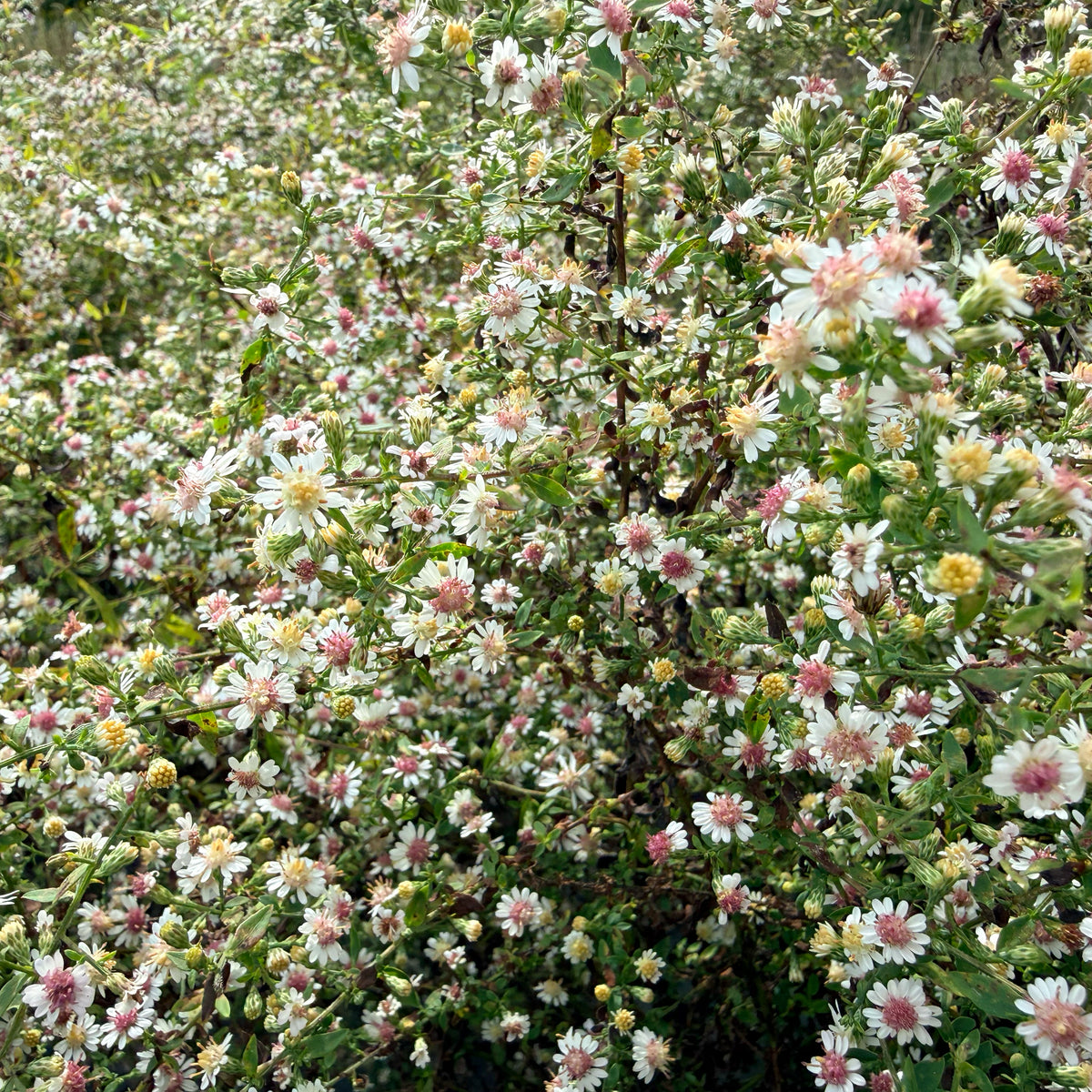 Calico Aster - PollinateHV Local Ecotype