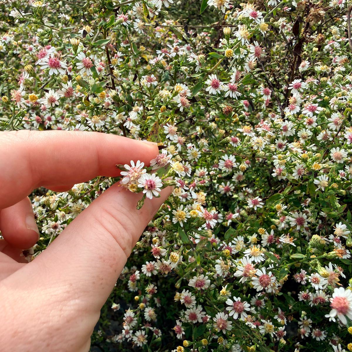 Calico Aster - PollinateHV Local Ecotype