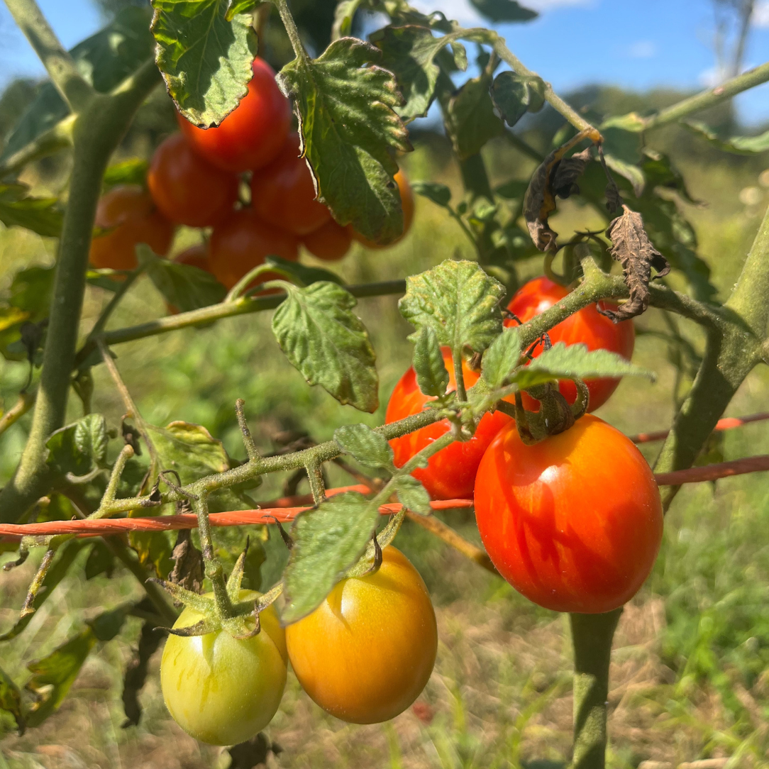 Cherry Ember Tomato