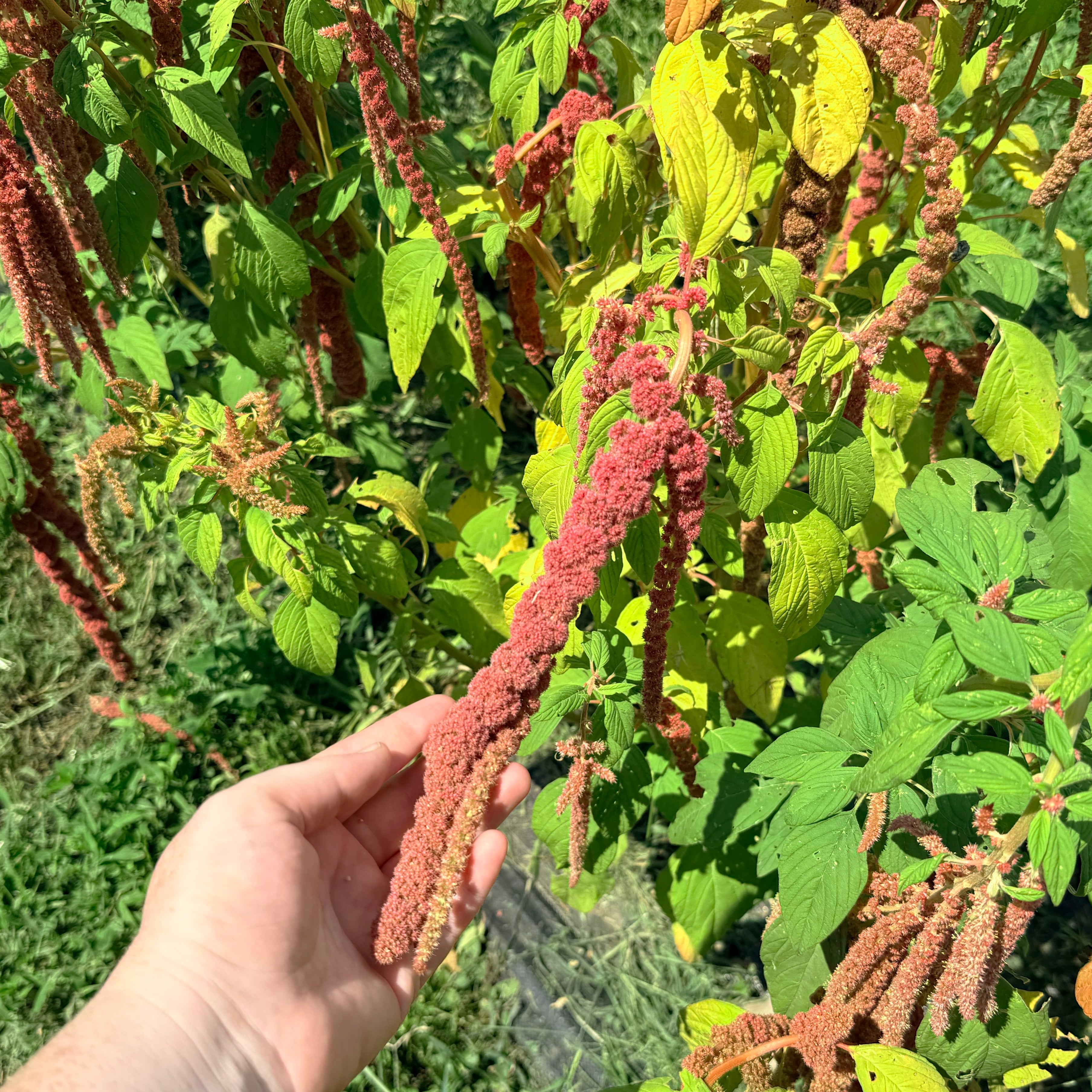 Coral Fountain Amaranth