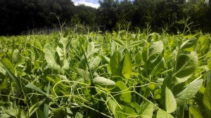 cover-crop-peas-oats-vetch-1-800x450 (1)