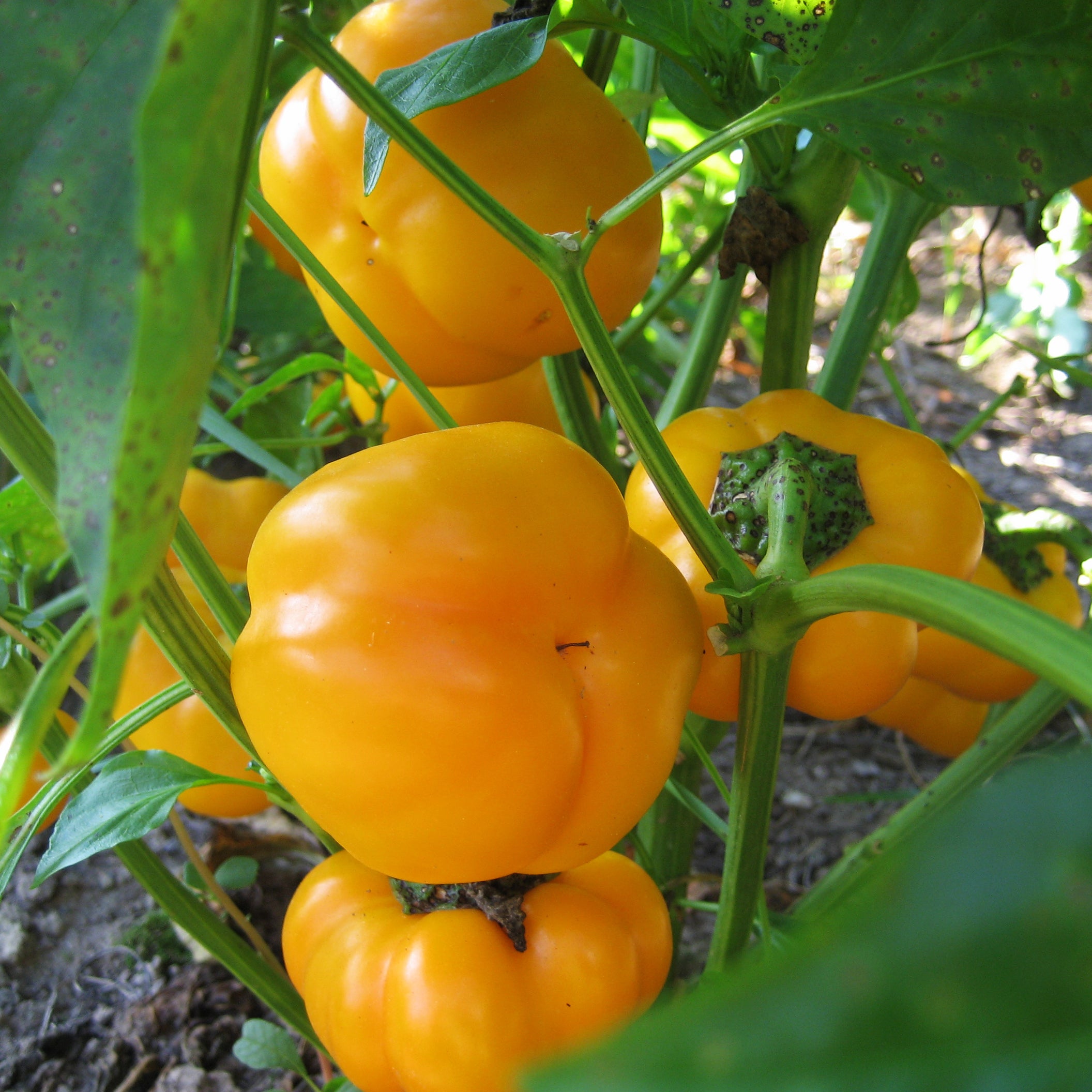 Doe Hill Pepper
