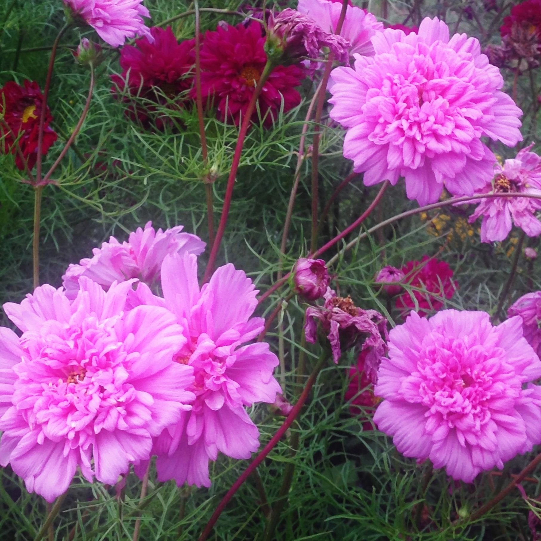 Double Click Cosmos